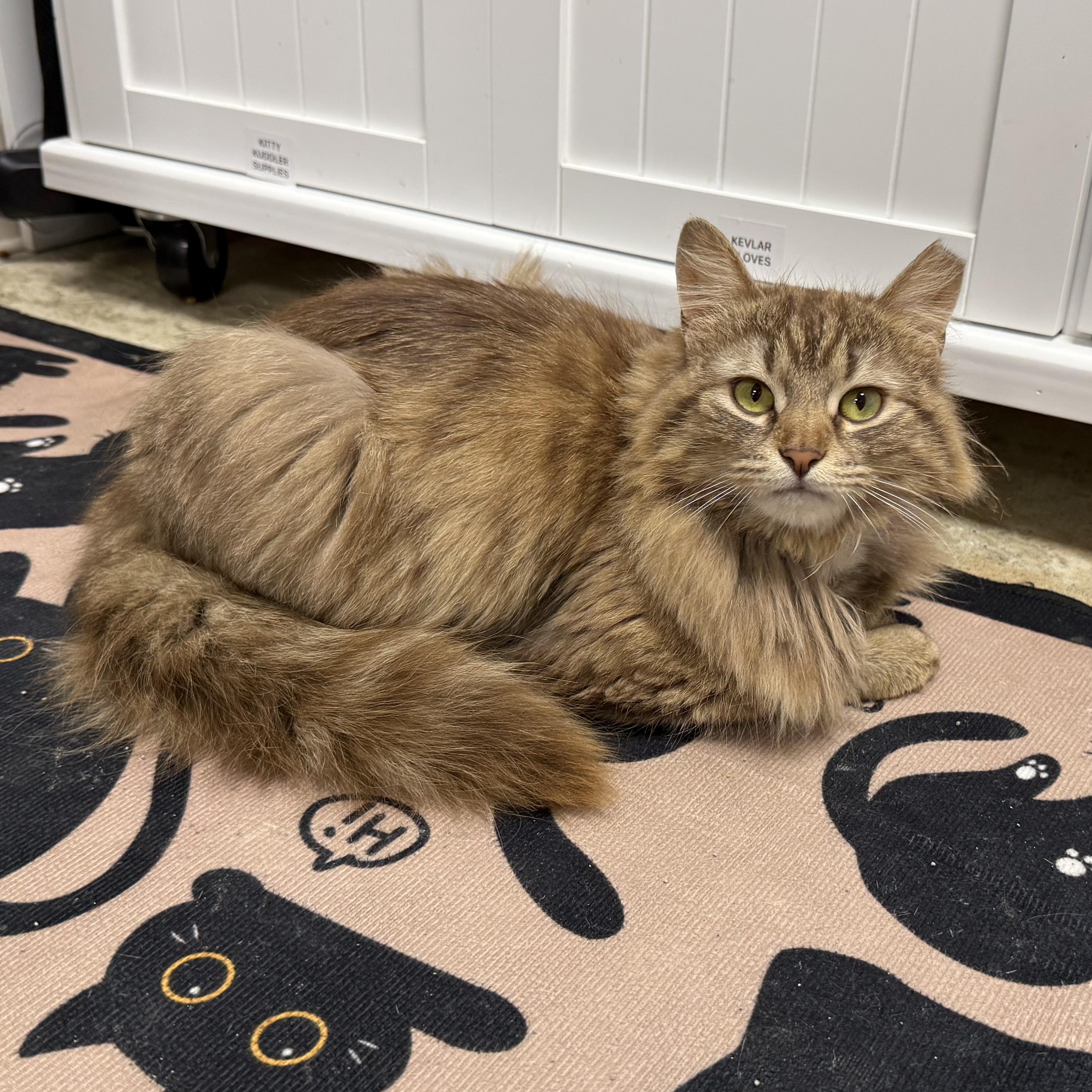 Sienna, ADOPTABLE, Young Female Domestic Long Hair.