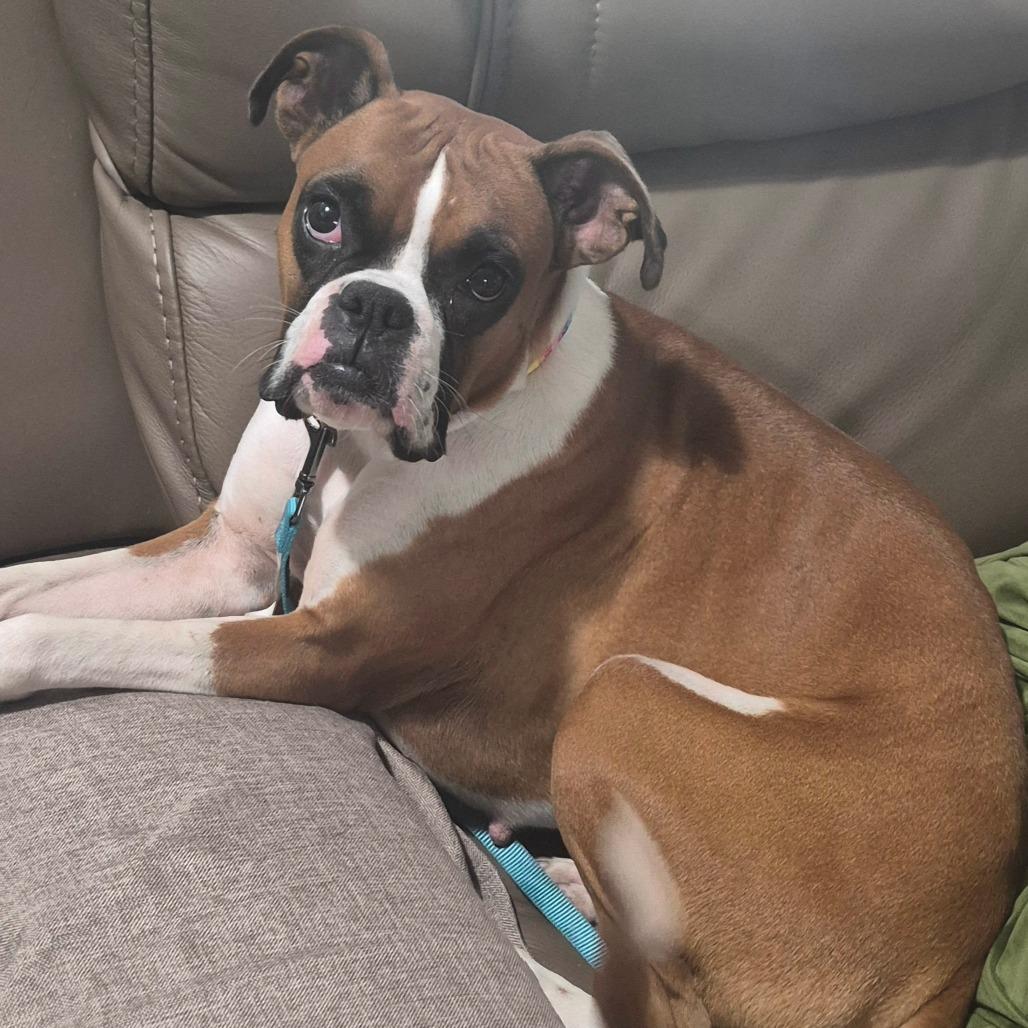 Gemma, Adoptable, Young Female Boxer.