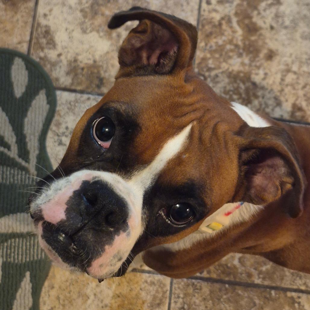 Enlarge Gemma, a Adoptable Boxer in Peculiar, MO image 2/3