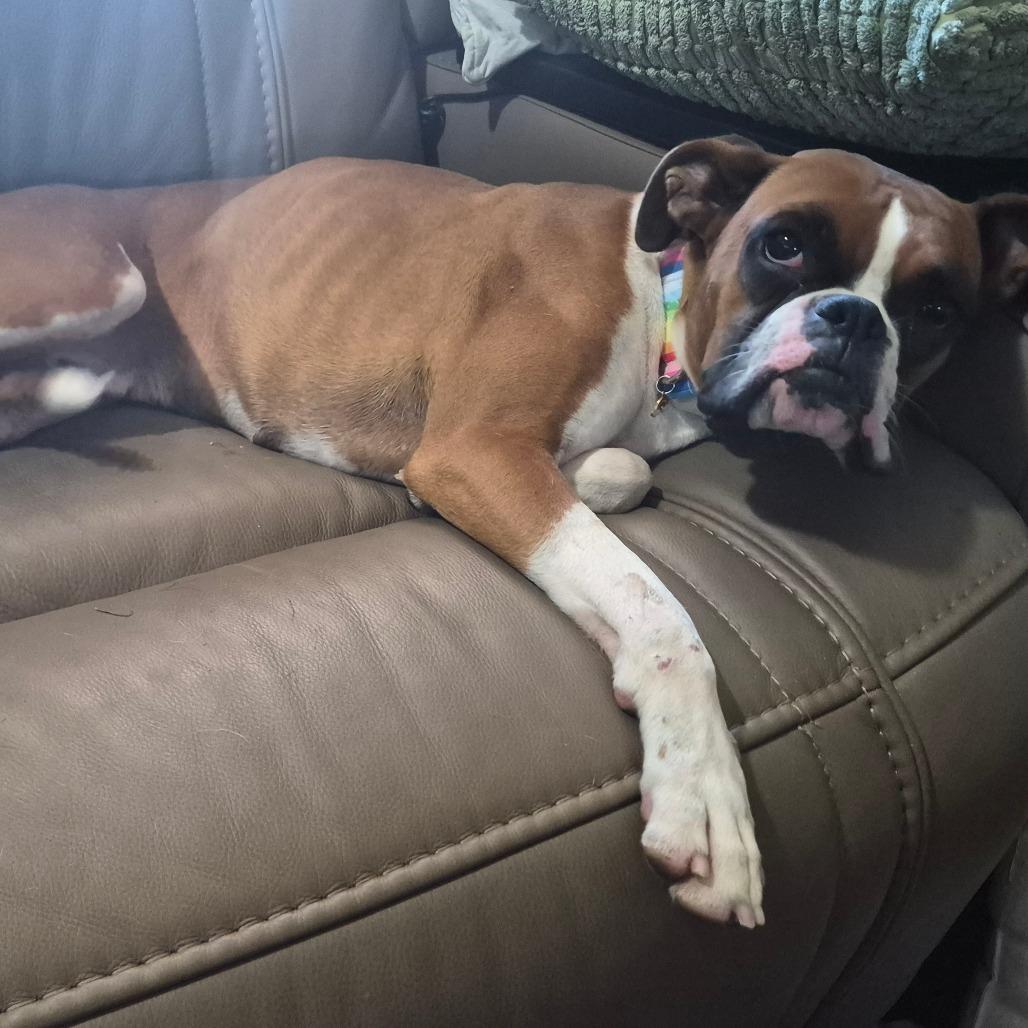 Enlarge Gemma, a Adoptable Boxer in Peculiar, MO image 3/3