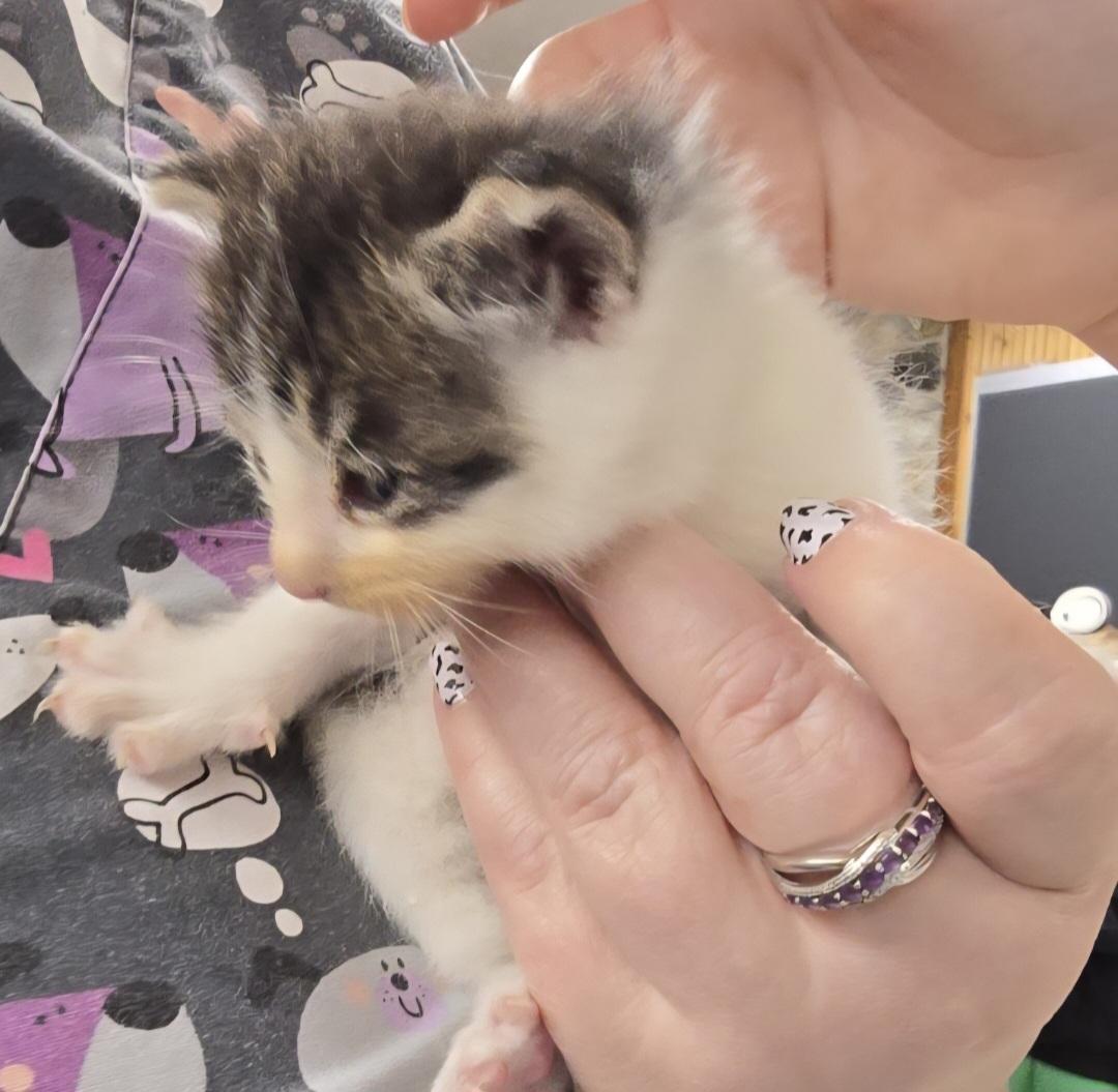 Dumpling-*adopted* photo 4