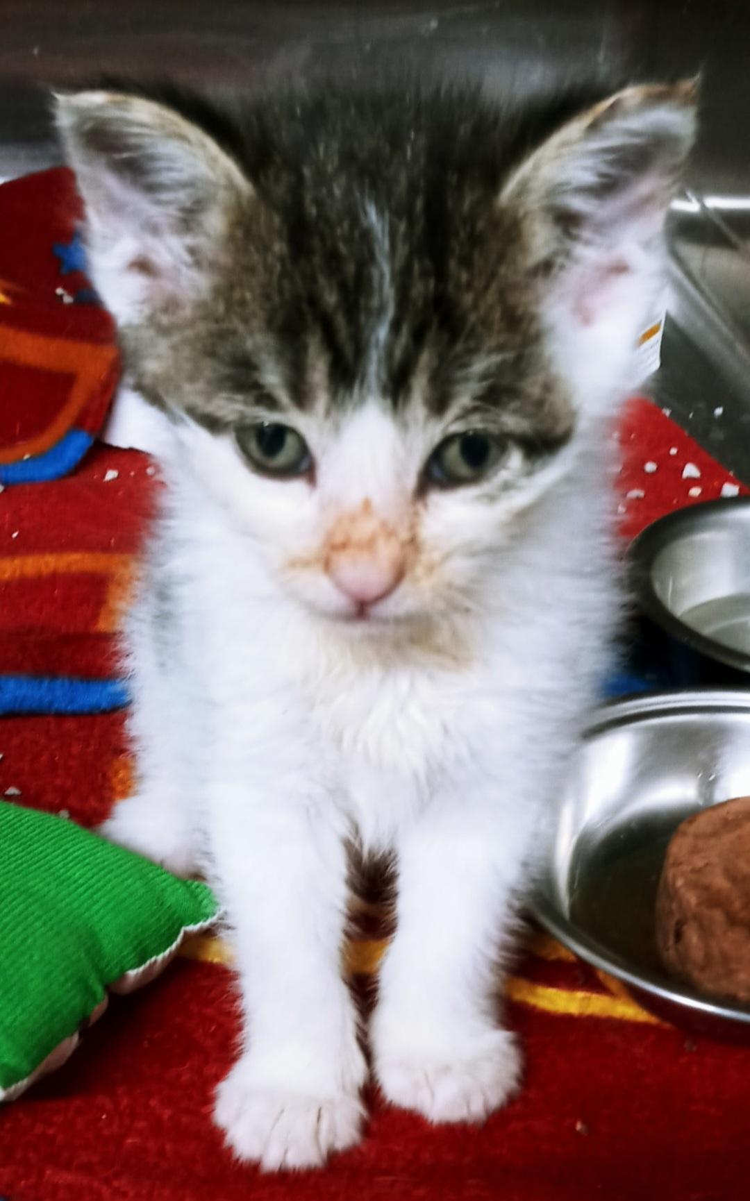 Dumpling-*adopted* photo 2
