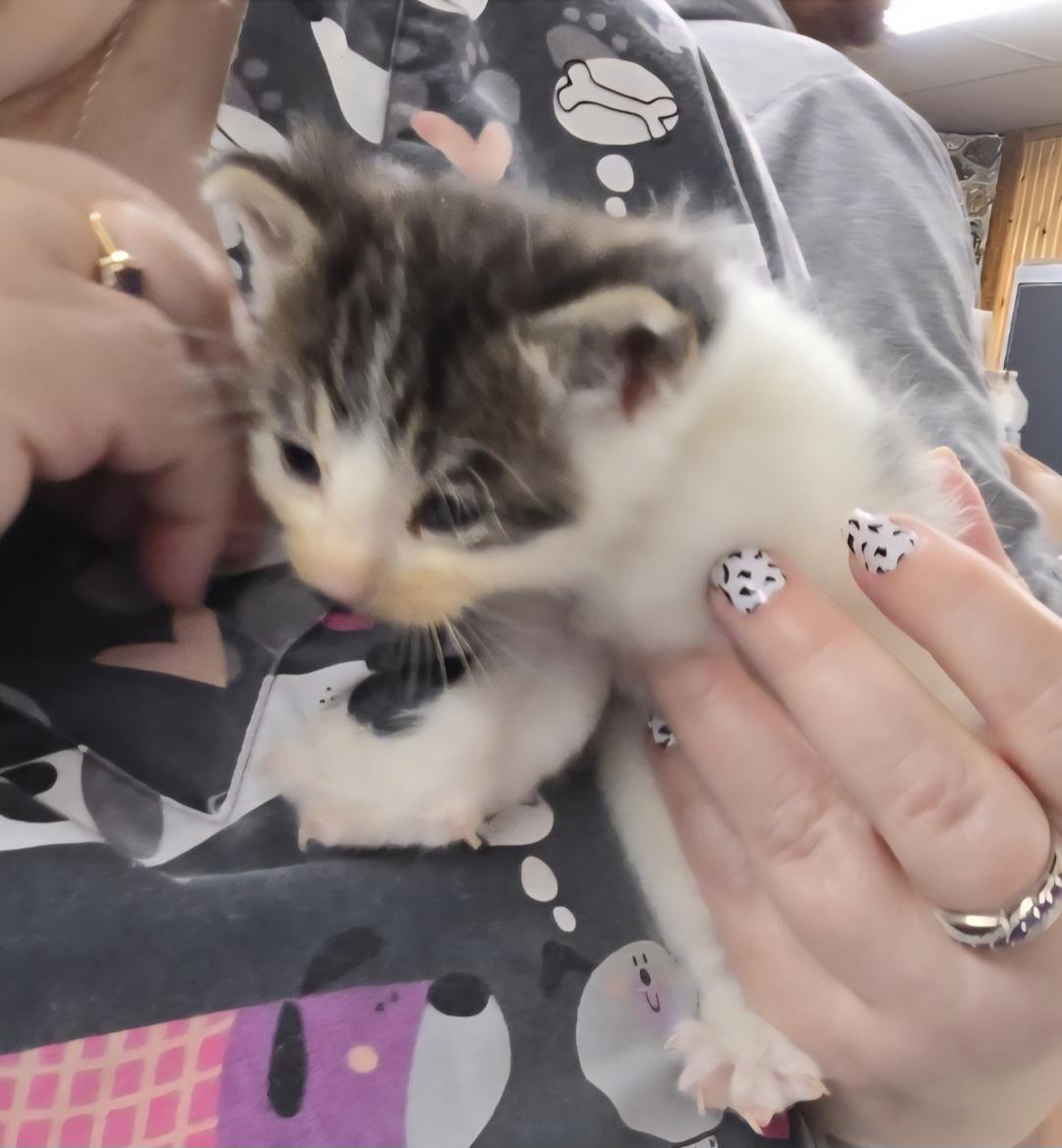 Dumpling-*adopted*, Baby Female Domestic Short Hair