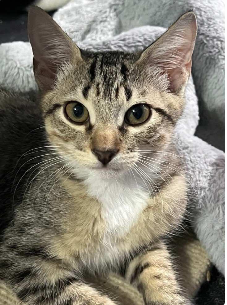 Sullivan, Shadow and Sylvester, a Adoptable mixed breed in Houston, TX image 2/2