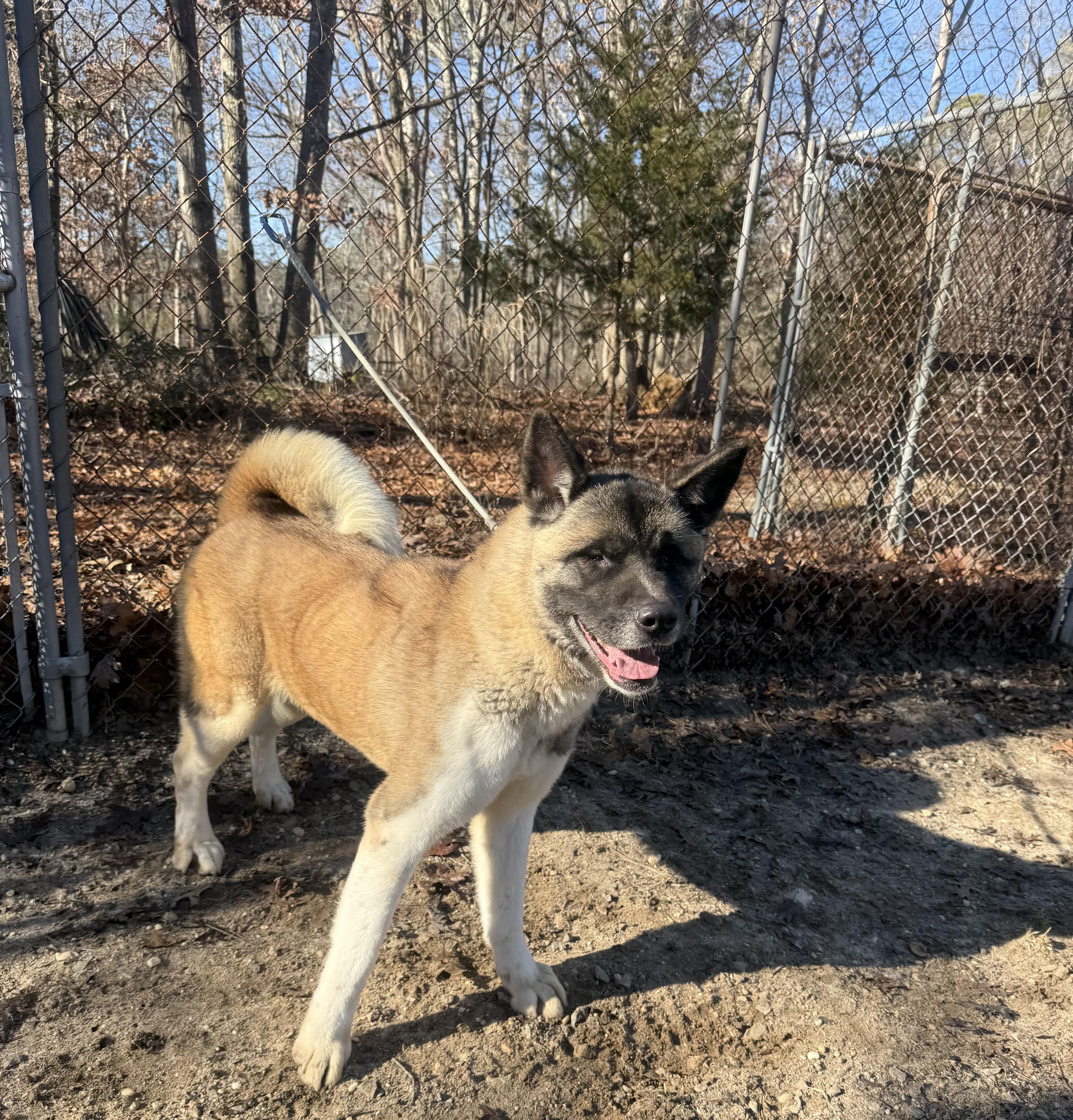 Enlarge Ethel , a ADOPTABLE Akita in Toms River, NJ image 4/4
