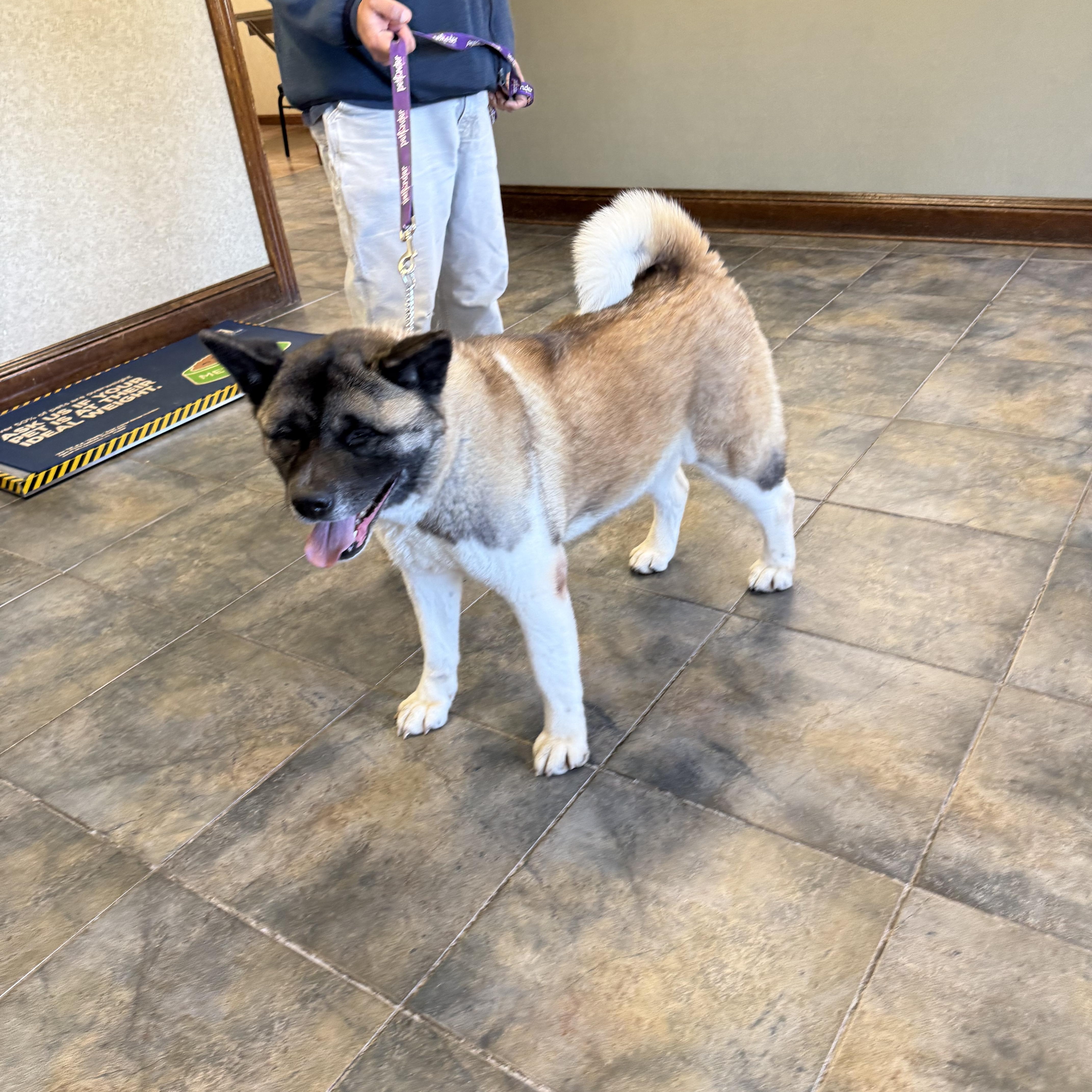 Enlarge Ethel , an adoptable Akita in Toms River, NJ image 4/4