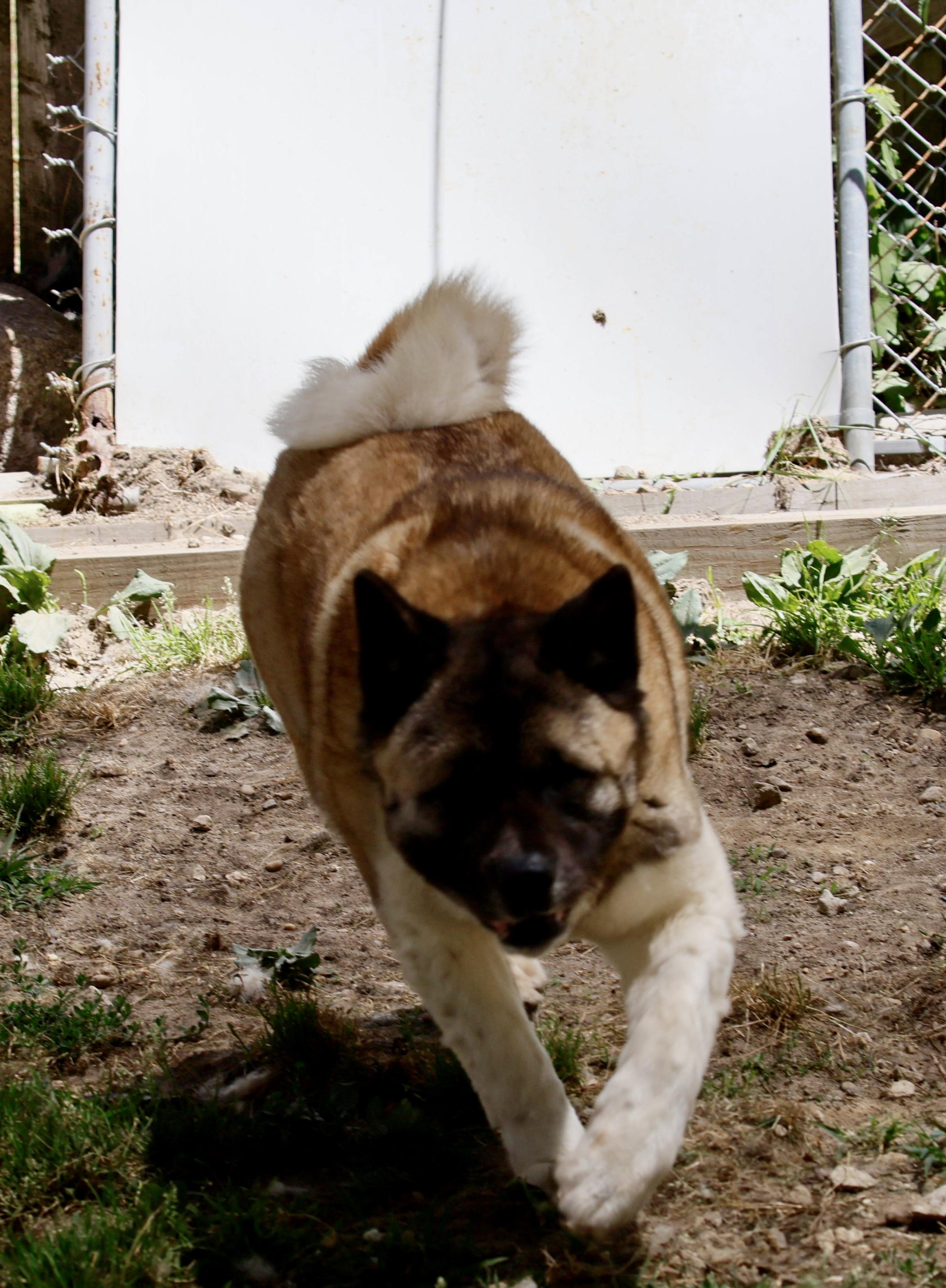 Enlarge Ethel , an adoptable Akita in Toms River, NJ image 4/5