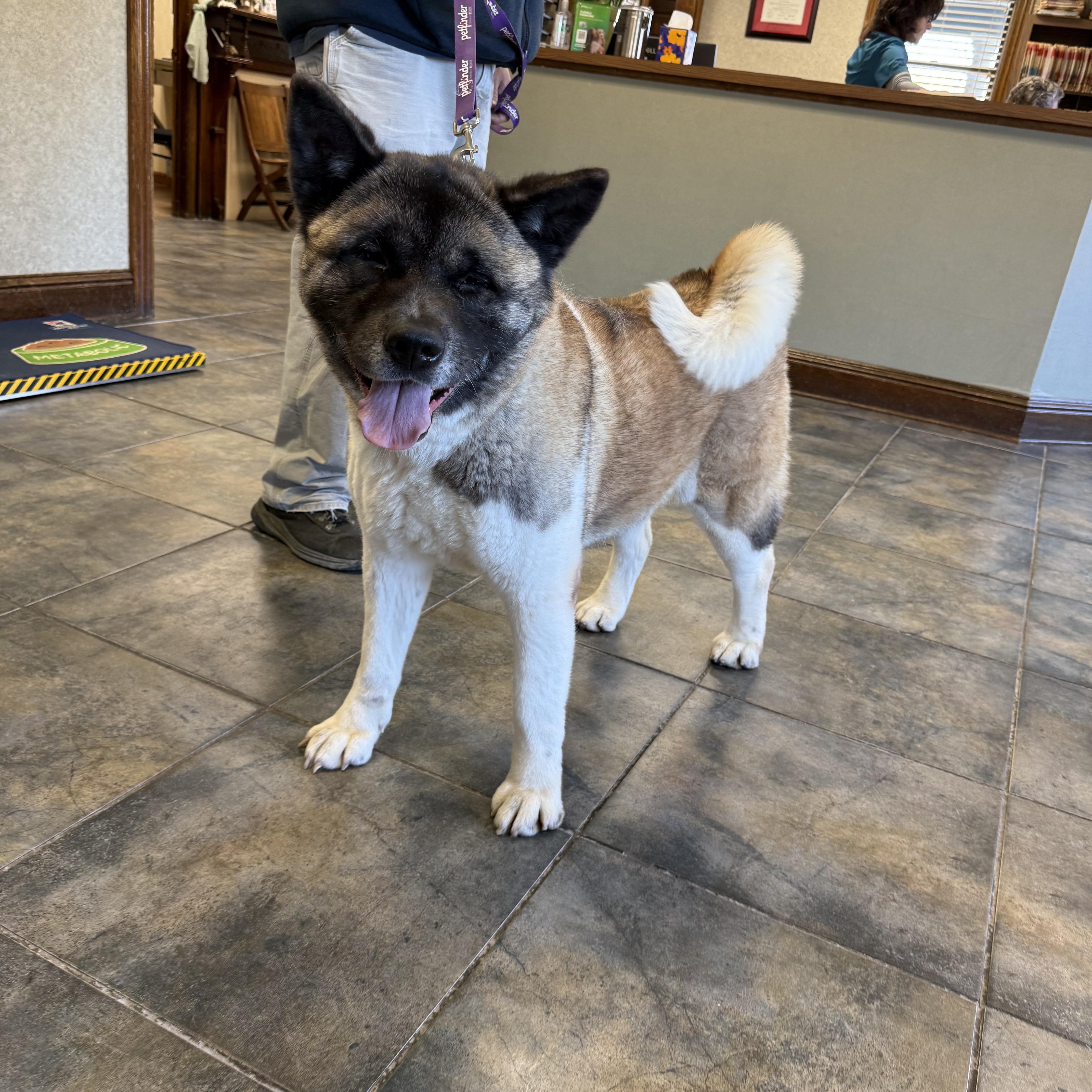 Enlarge Ethel , an adoptable Akita in Toms River, NJ image 1/4