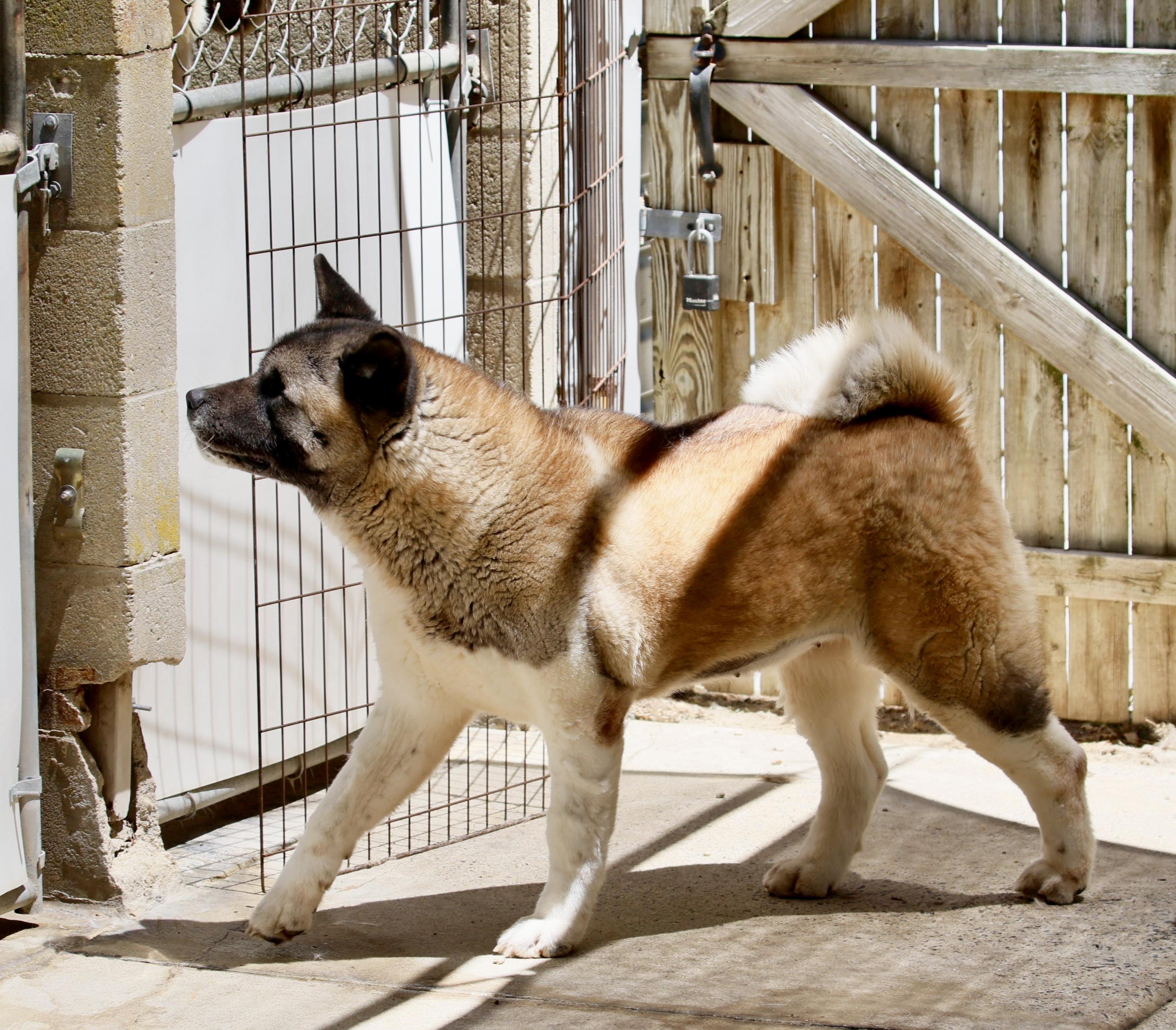 Ethel , an adoptable Akita in Toms River, NJ image 2/5