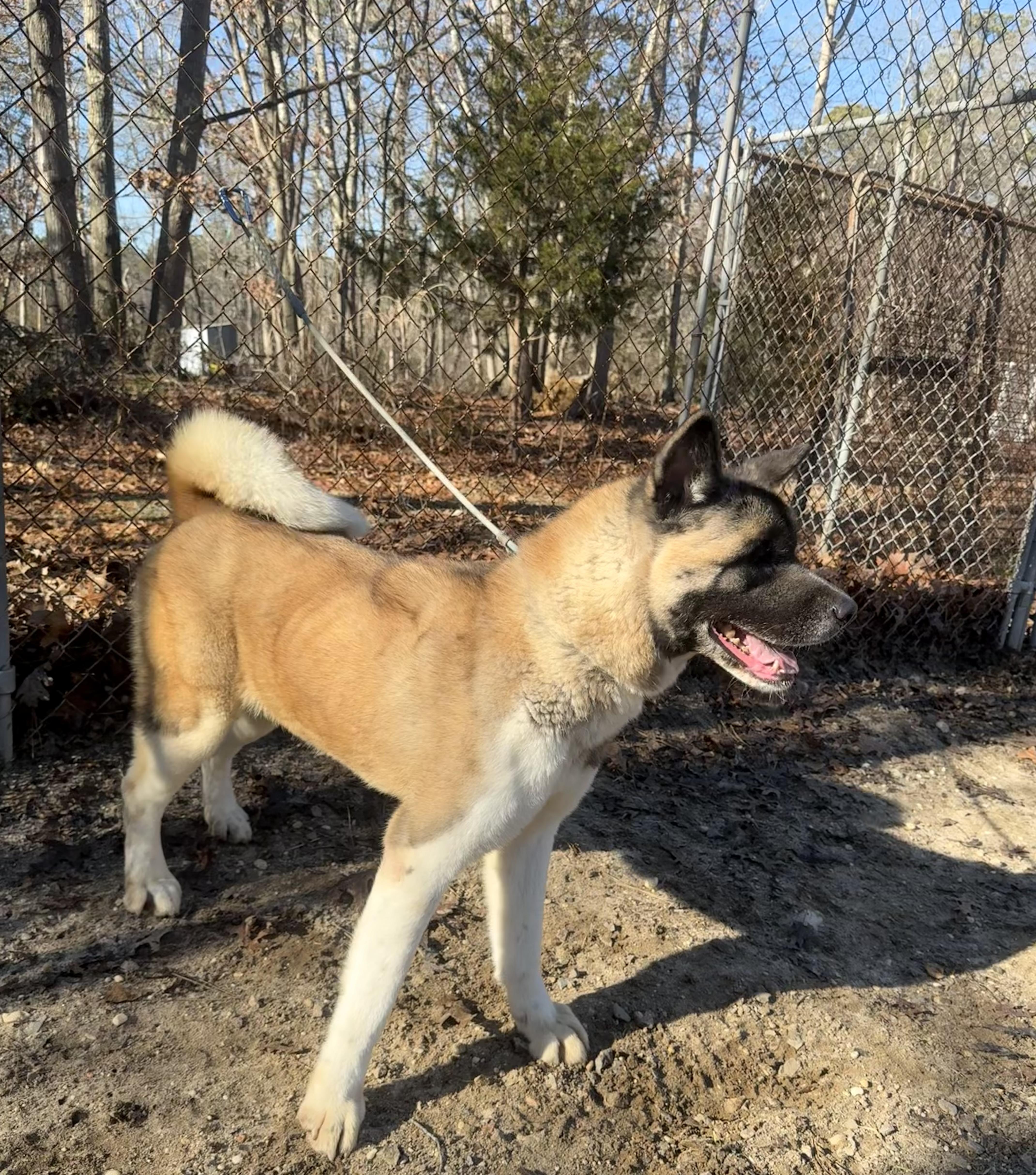 Enlarge Ethel , a ADOPTABLE Akita in Toms River, NJ image 3/4