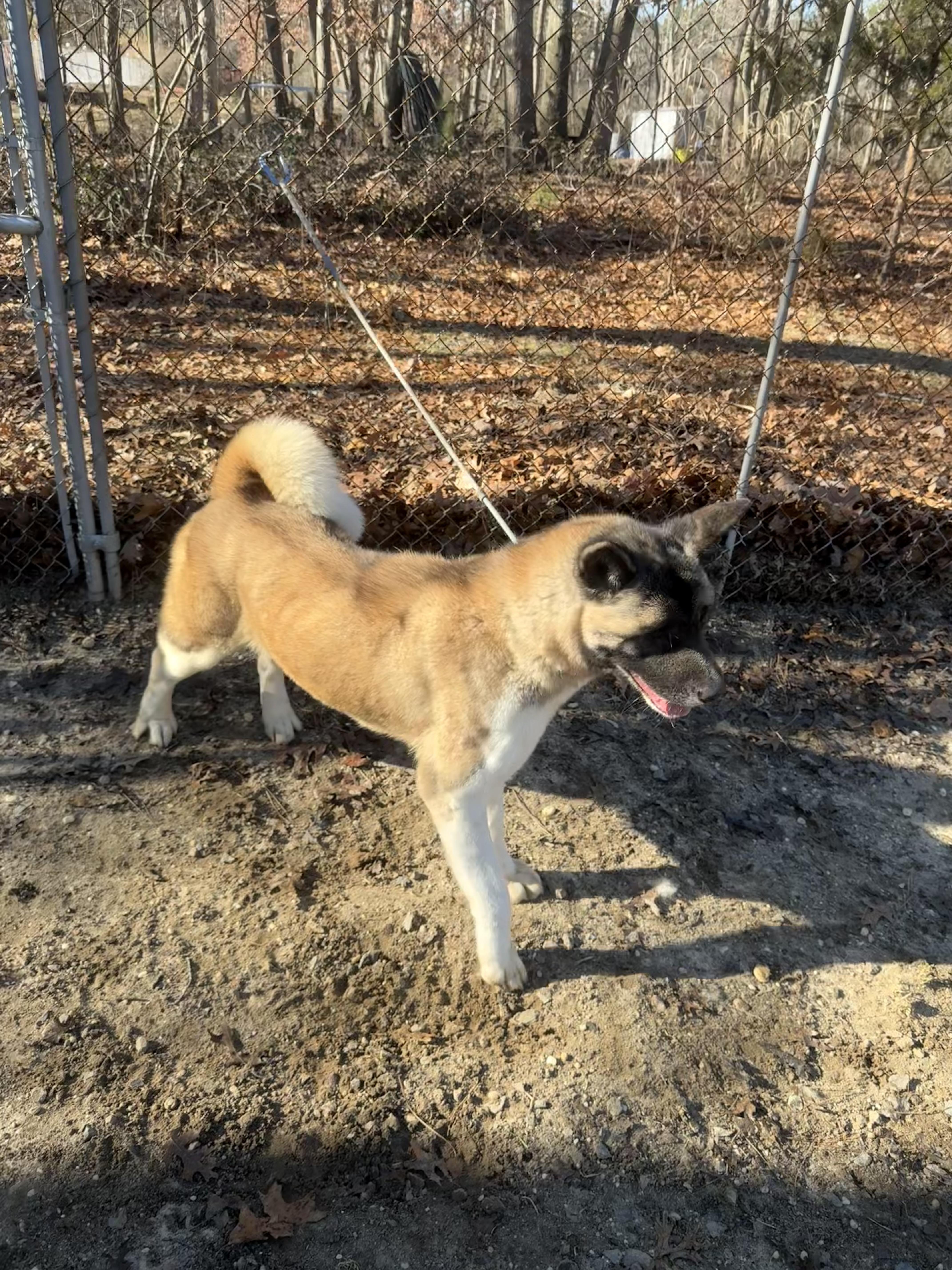 Enlarge Ethel , a ADOPTABLE Akita in Toms River, NJ image 2/4