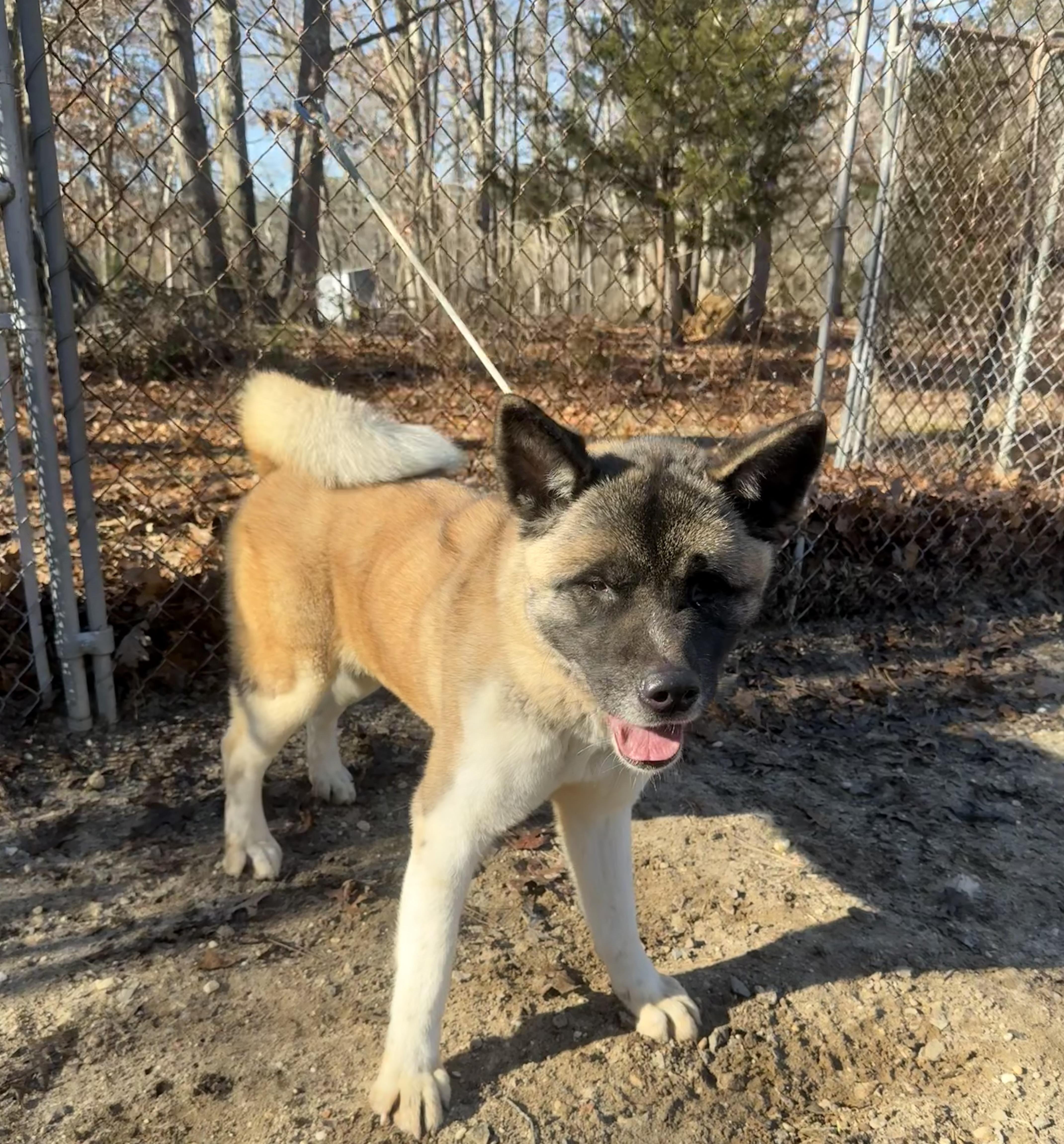 Enlarge Ethel , a ADOPTABLE Akita in Toms River, NJ image 1/4