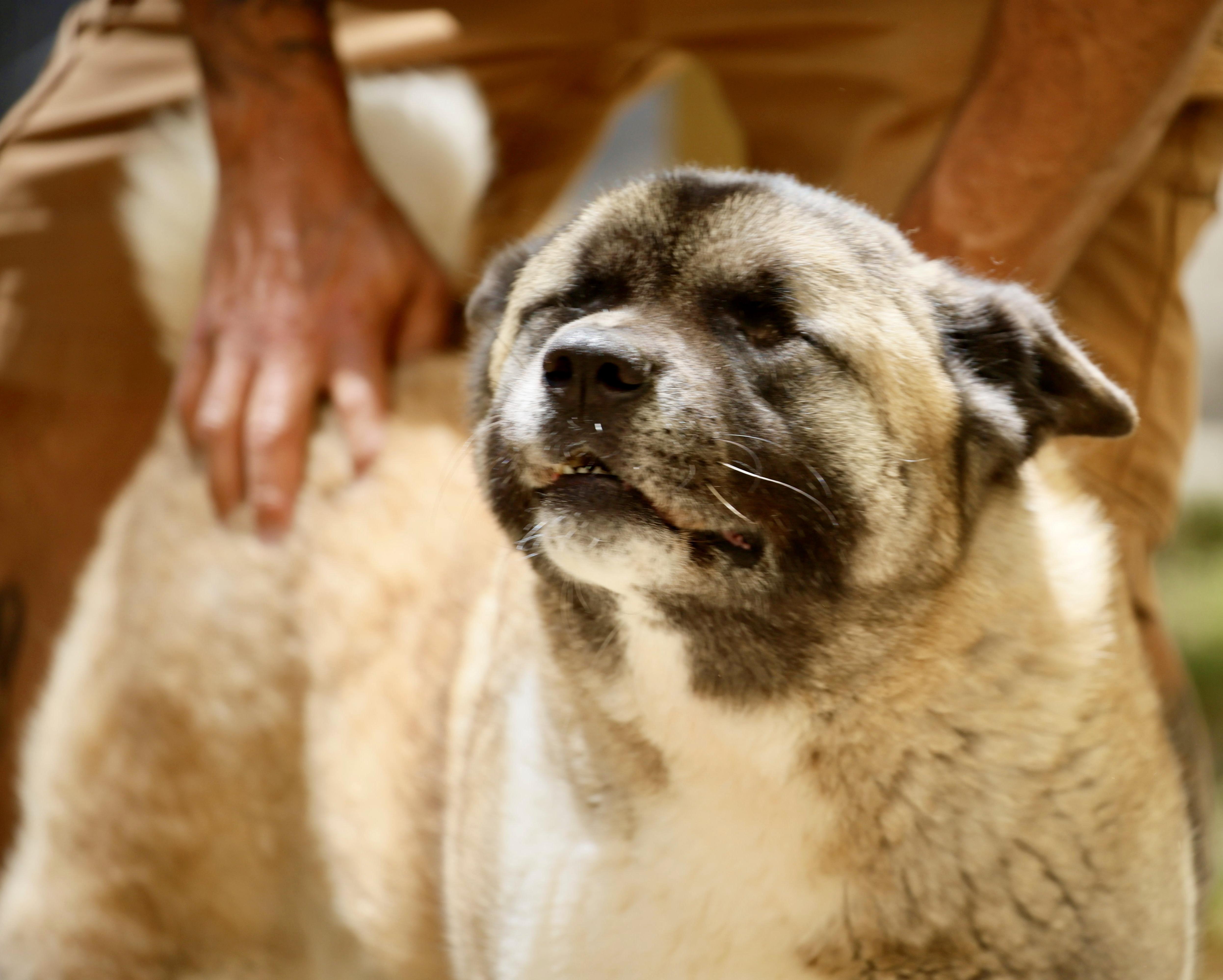 Ethel , an adoptable Akita in Toms River, NJ image 5/5