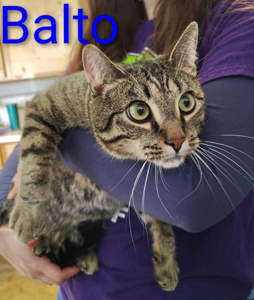 Balto, Adoptable, Adult Male Domestic Short Hair.