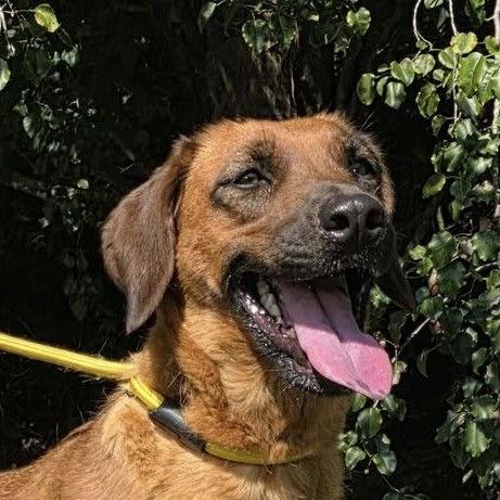 Mollie, Adoptable, Adult Female Hound.