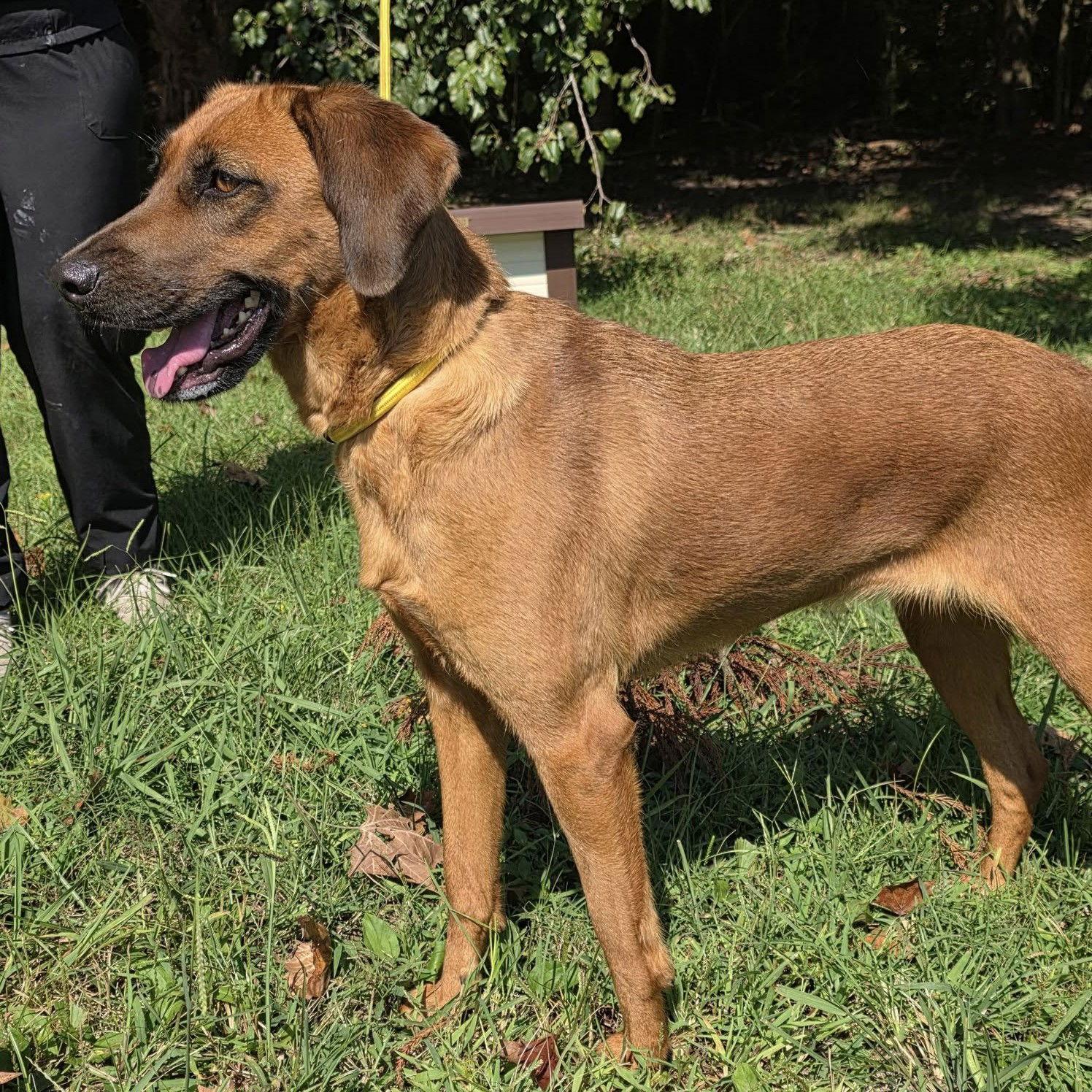 Mollie, a Adoptable Hound in Locust Fork, AL image 2/2