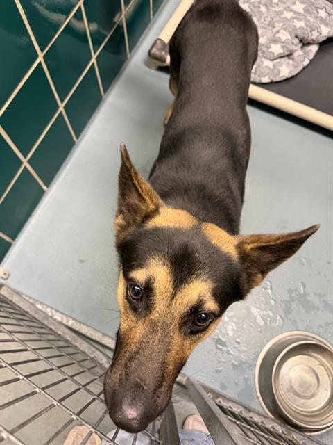 MITCH, Adoptable, Young Male German Shepherd Dog & Mixed Breed.