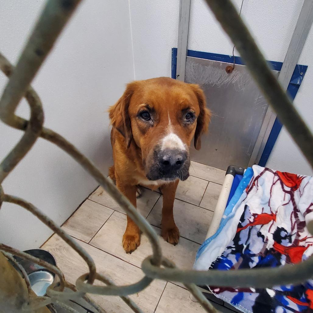 Hank, Adoptable, Adult Male Mixed Breed.