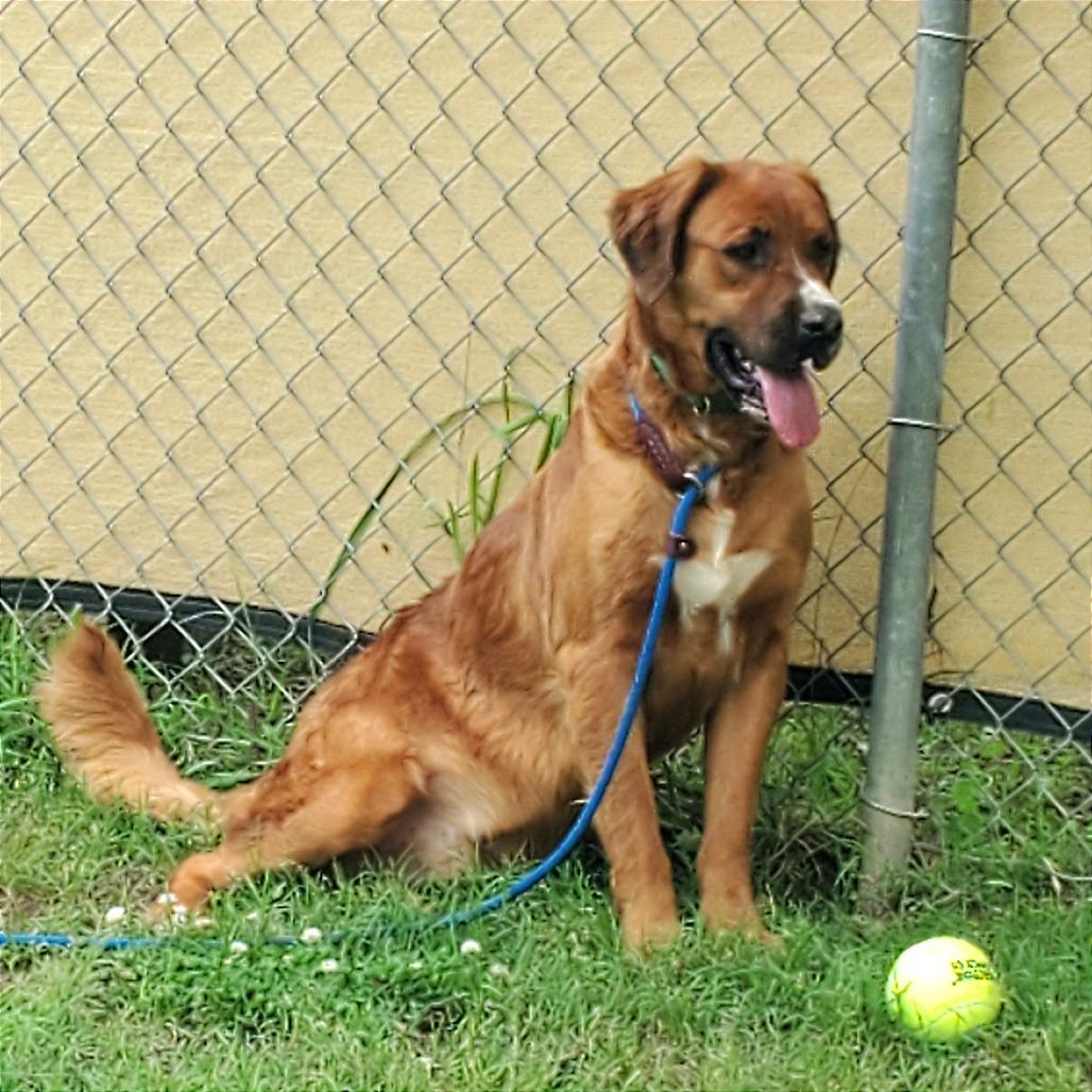 Hank, a Adoptable Mixed Breed in Denison, TX image 2/2