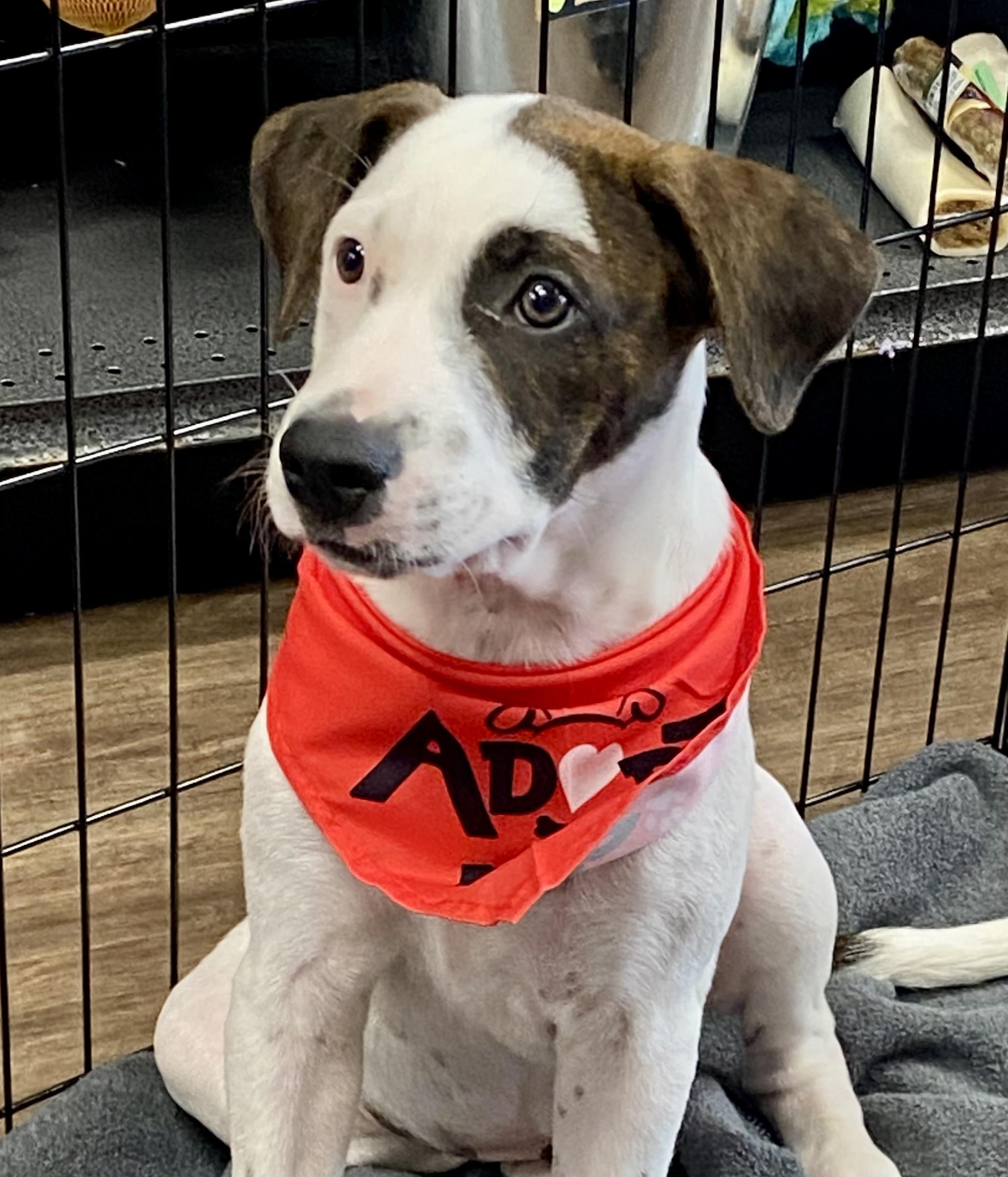 Enlarge Cairo, a Adoptable mixed breed in Cypress, TX image 5/6