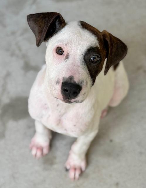 Enlarge Cairo, a Adoptable mixed breed in Cypress, TX image 5/6
