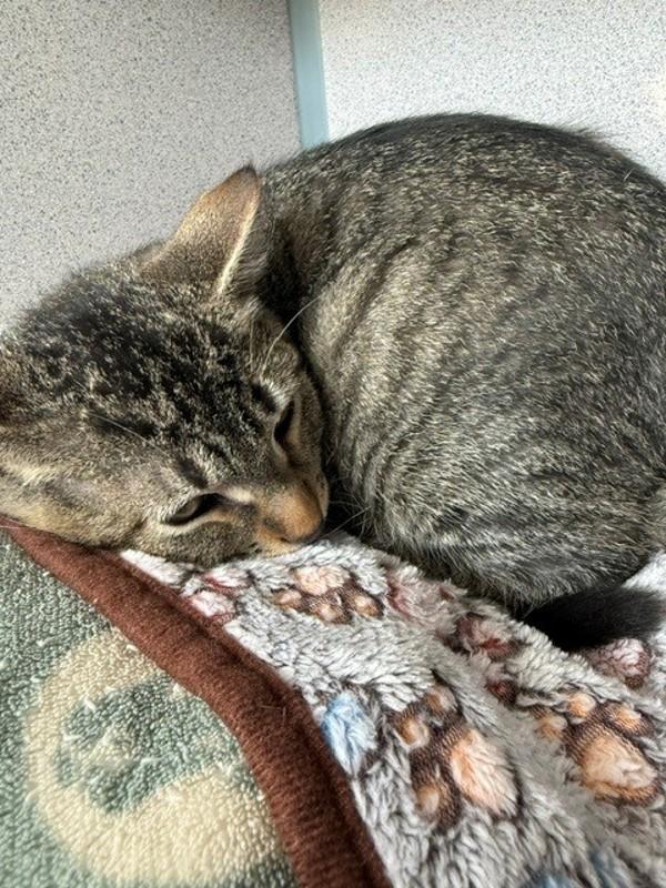 Boo Boo, Adoptable, Young Male Domestic Short Hair.