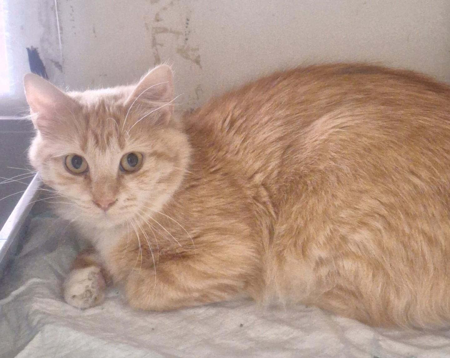 Enlarge Pebbles, a ADOPTABLE Domestic Medium Hair in Chappell, NE image 1/1