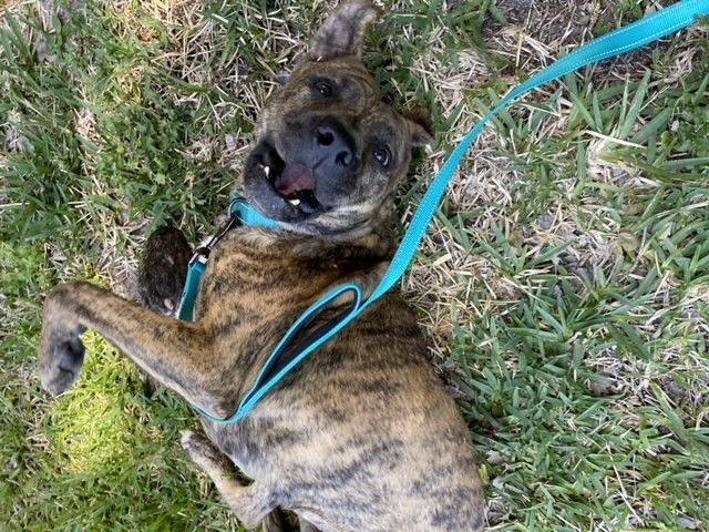 Enlarge Buttercup, a Adoptable mixed breed in Lake Monroe, FL image 8/12