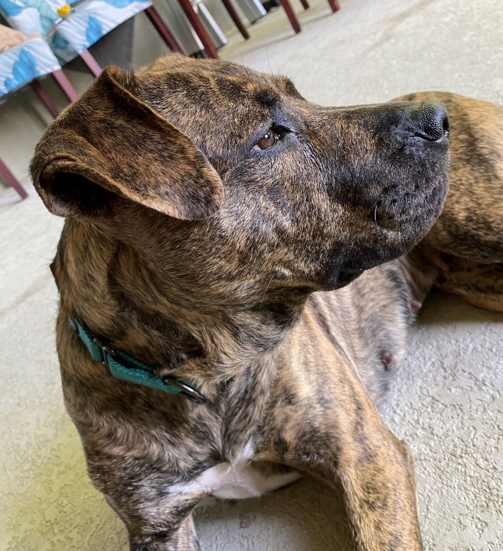 Enlarge Buttercup, a Adoptable mixed breed in Lake Monroe, FL image 9/12