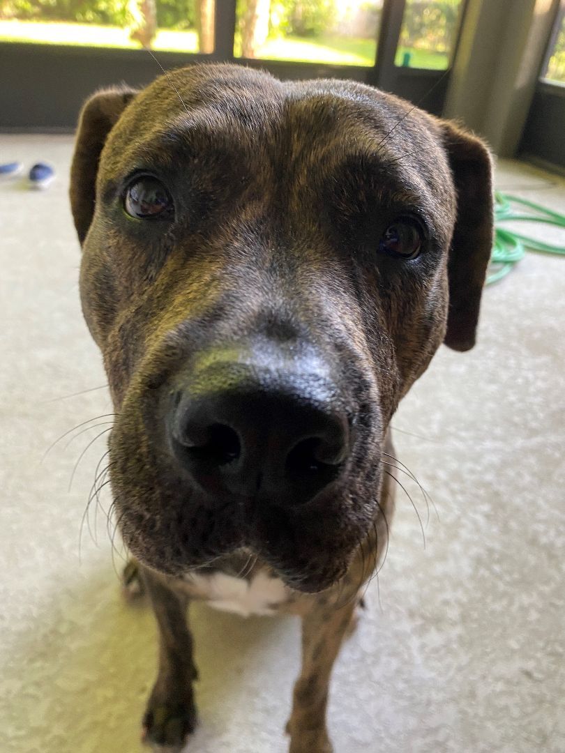 Enlarge Buttercup, a Adoptable mixed breed in Lake Monroe, FL image 10/12