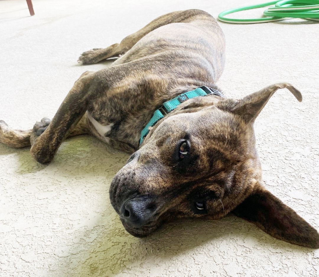 Enlarge Buttercup, a Adoptable mixed breed in Lake Monroe, FL image 11/12
