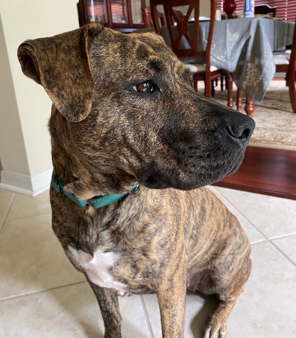 Buttercup, a Adoptable mixed breed in Lake Monroe, FL image 1/12