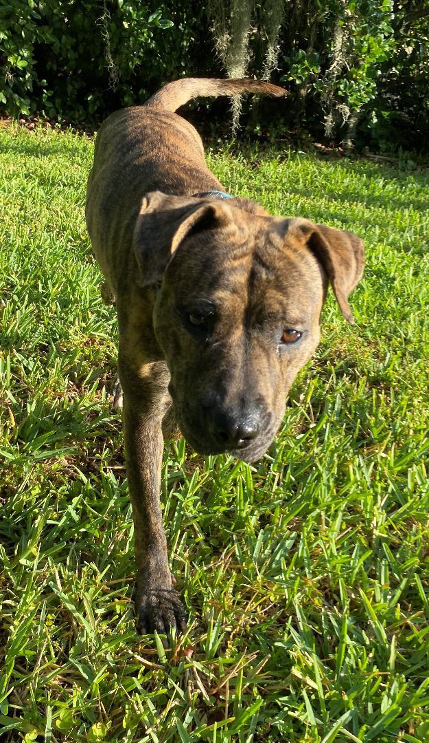 Enlarge Buttercup, a Adoptable mixed breed in Lake Monroe, FL image 12/12