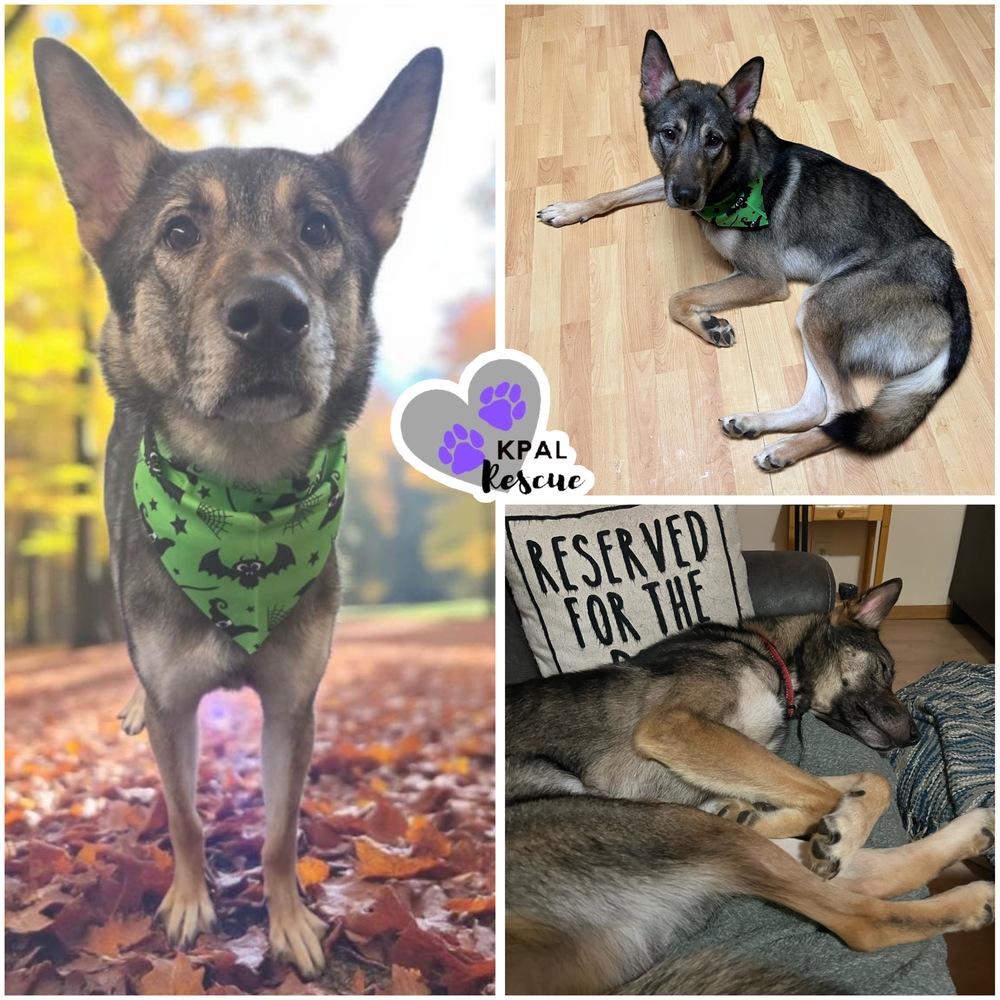Enlarge Scrawny Butt (Smokey), a Adoptable mixed breed in Kenai, AK image 1/2