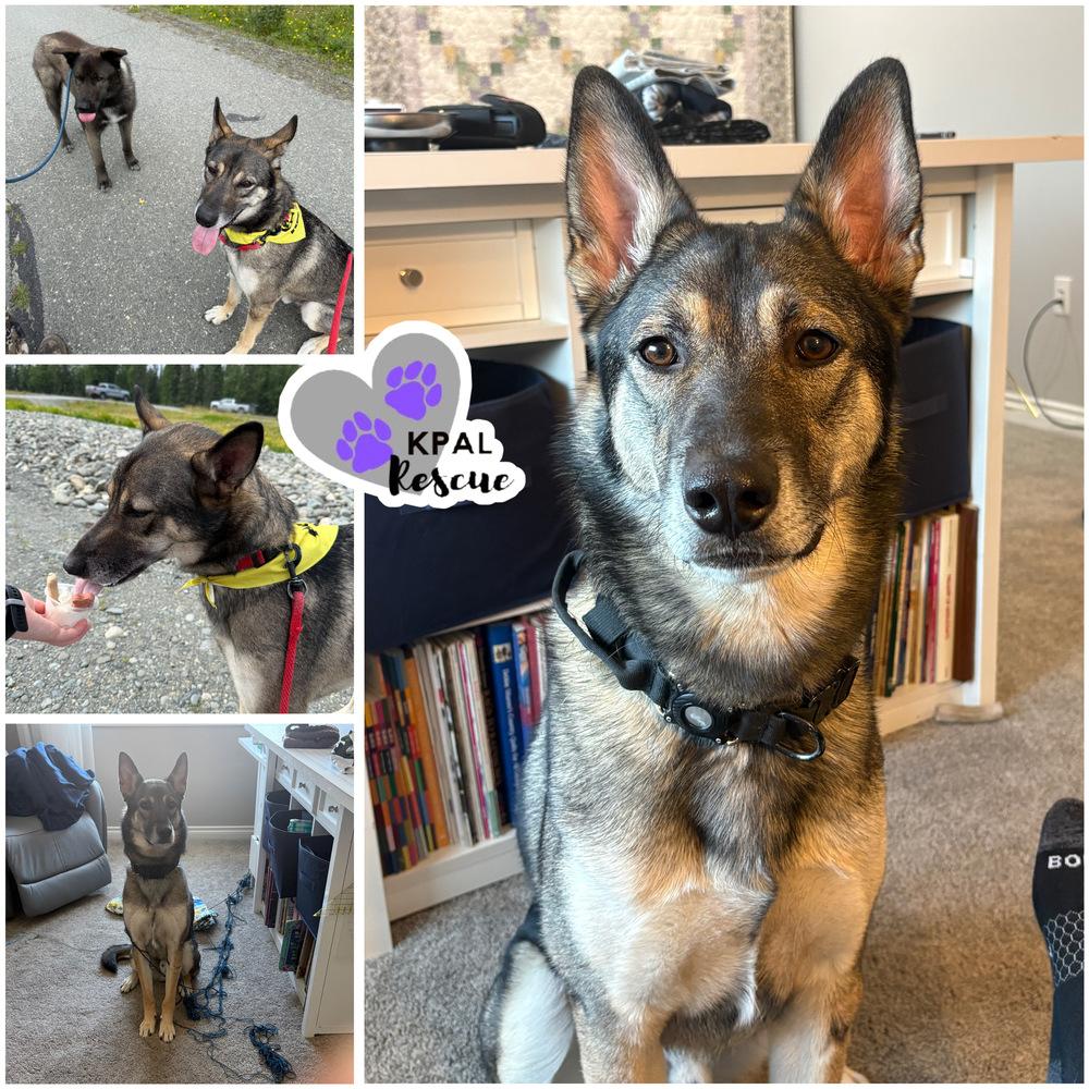 Enlarge Scrawny Butt (Smokey), a Adoptable mixed breed in Kenai, AK image 2/2