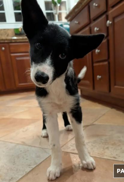 JENNY, a Adoptable Border Collie in Indian Land, SC image 4/4