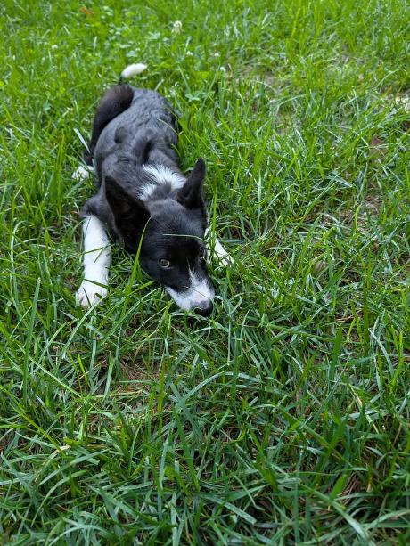 JENNY, a Adoptable Border Collie in Indian Land, SC image 3/4