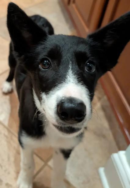 JENNY, Adoptable, Puppy Female Border Collie.
