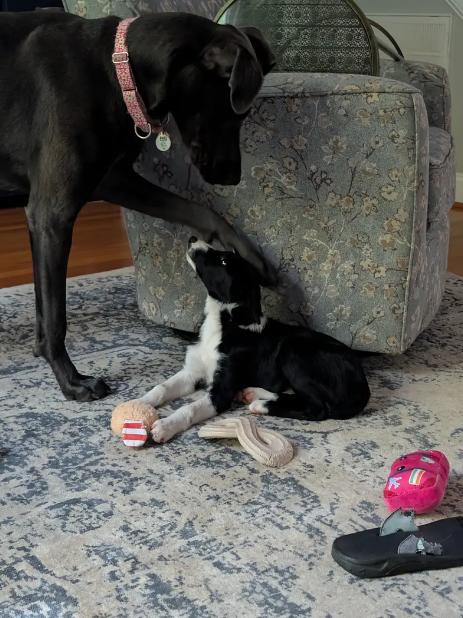 JENNY, a Adoptable Border Collie in Indian Land, SC image 2/4