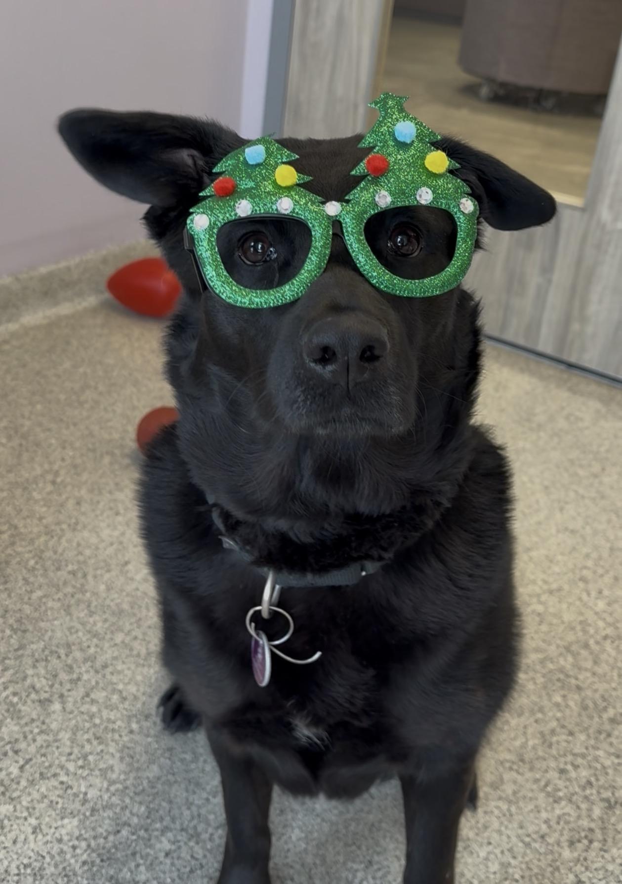 Enlarge Erie, a Adoptable mixed breed in Cooperstown, NY image 4/6