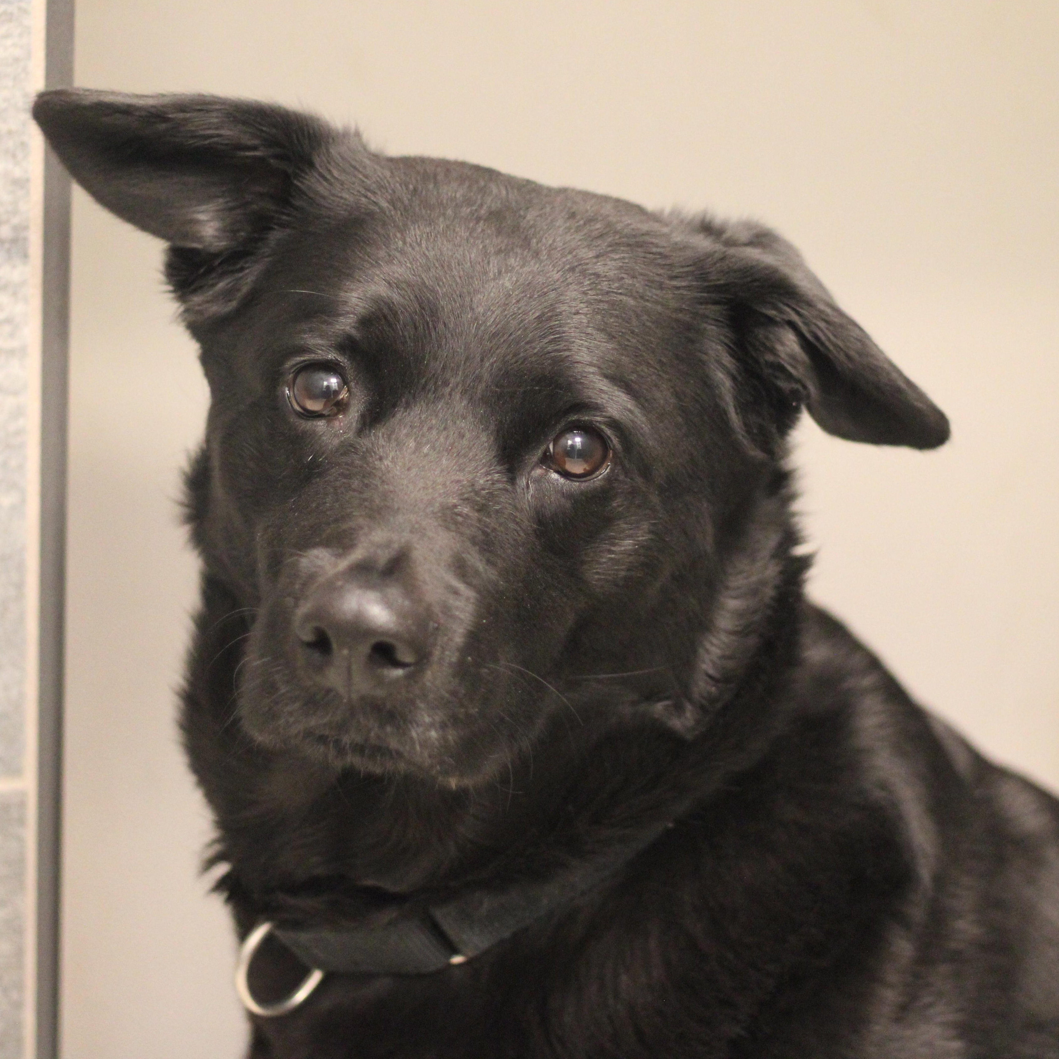 Enlarge Erie, a Adoptable mixed breed in Cooperstown, NY image 6/6