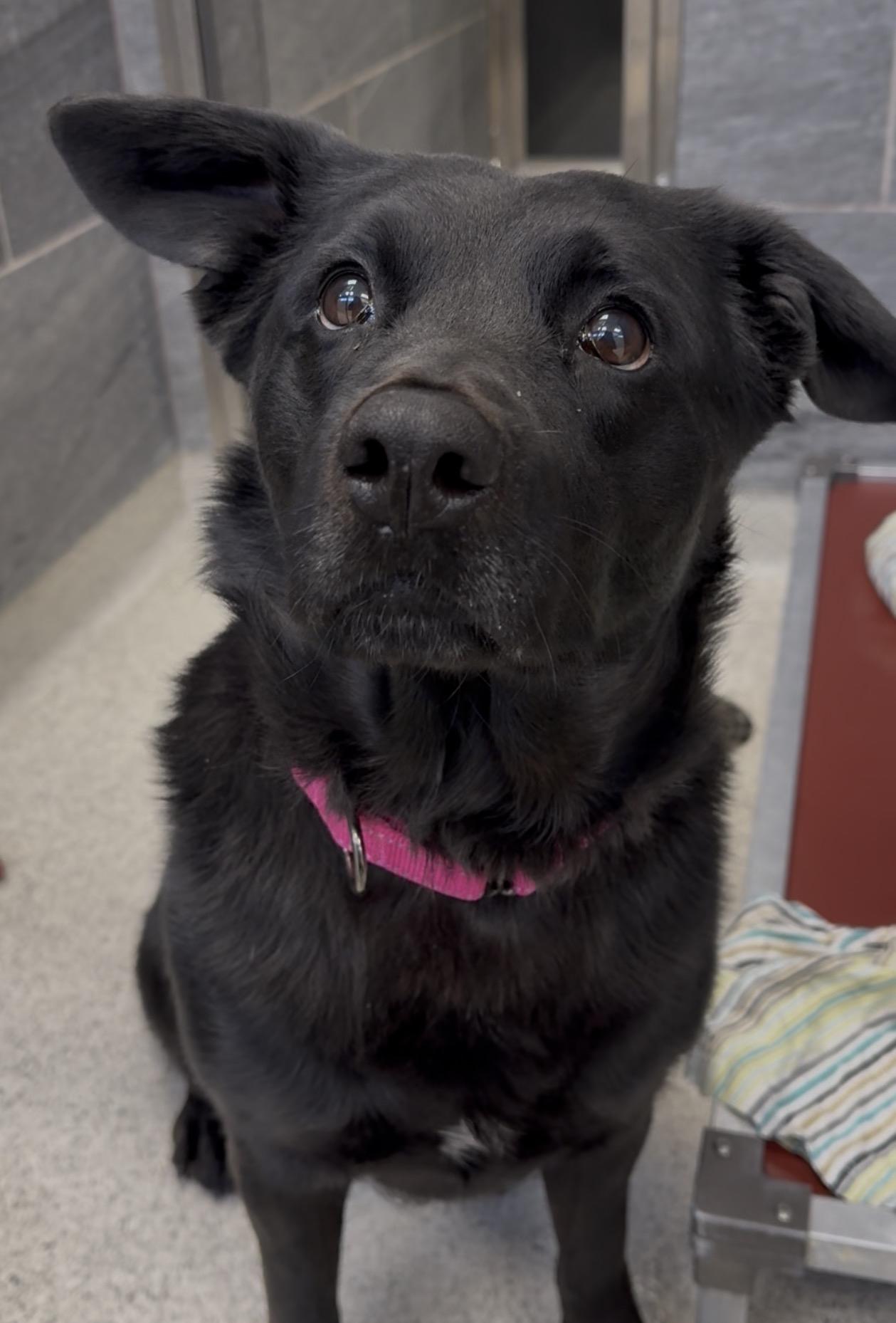 Enlarge Erie, a Adoptable mixed breed in Cooperstown, NY image 2/6