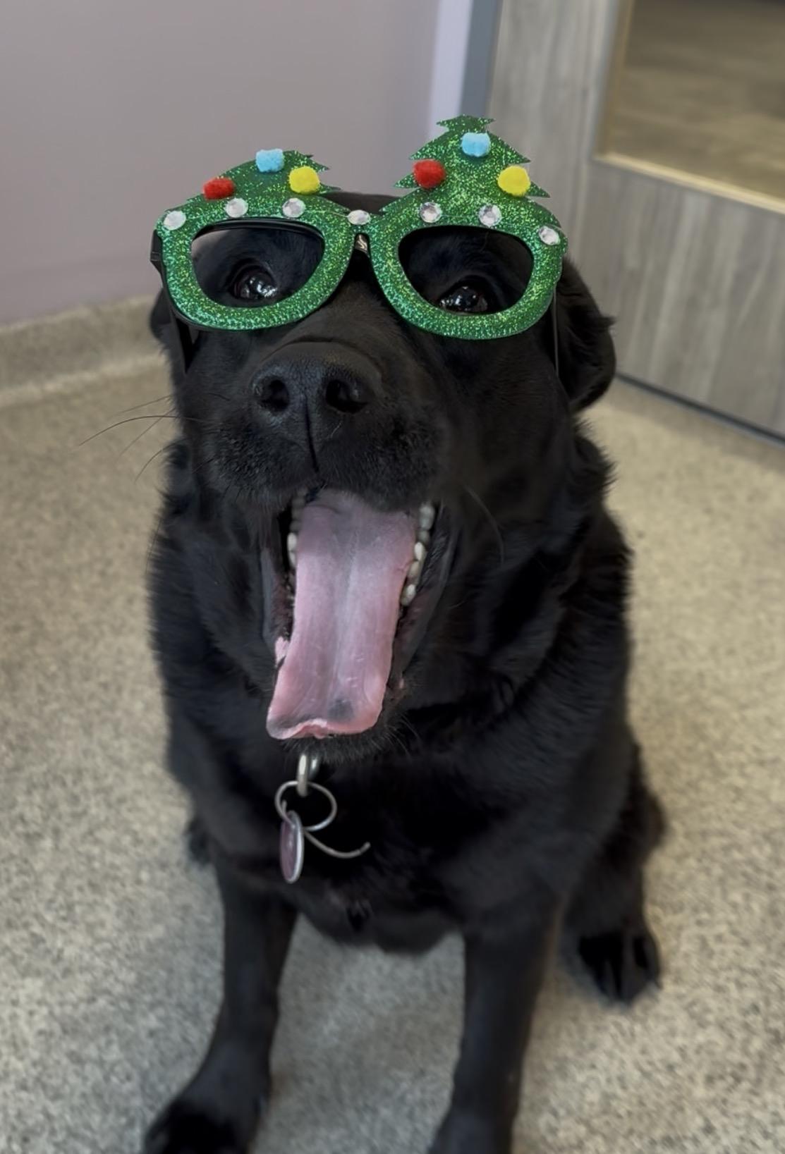 Enlarge Erie, a Adoptable mixed breed in Cooperstown, NY image 1/6