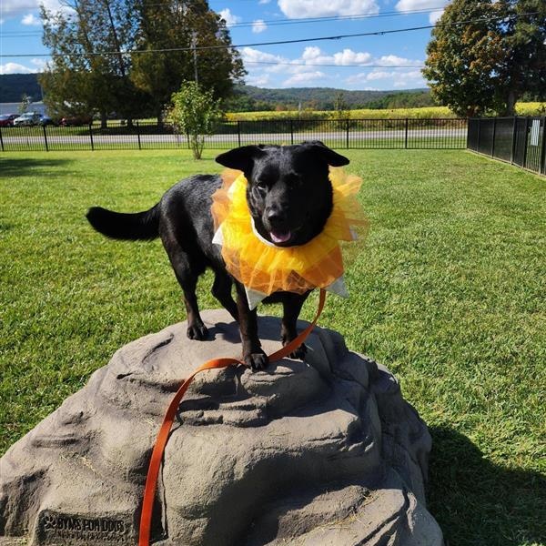 Enlarge Erie, a Adoptable mixed breed in Cooperstown, NY image 1/4