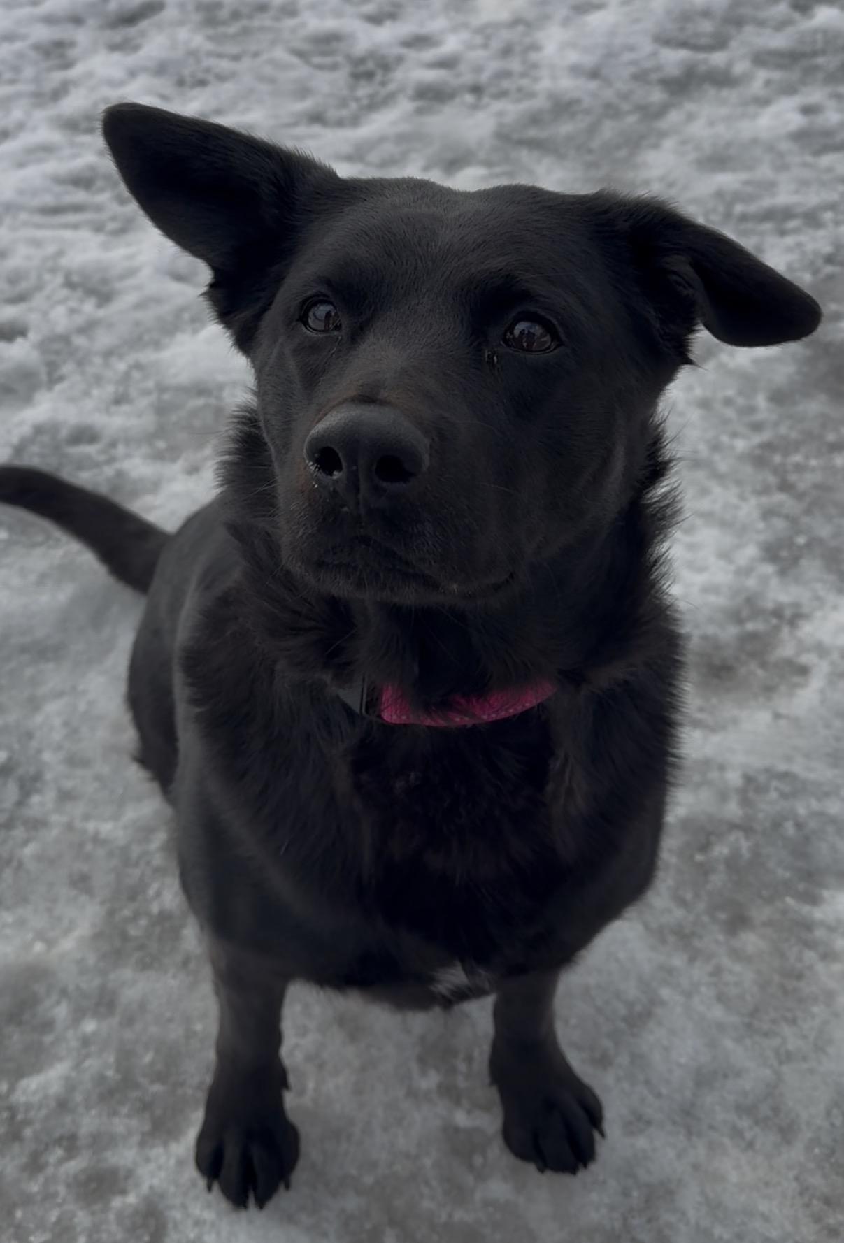 Enlarge Erie, a Adoptable mixed breed in Cooperstown, NY image 3/6
