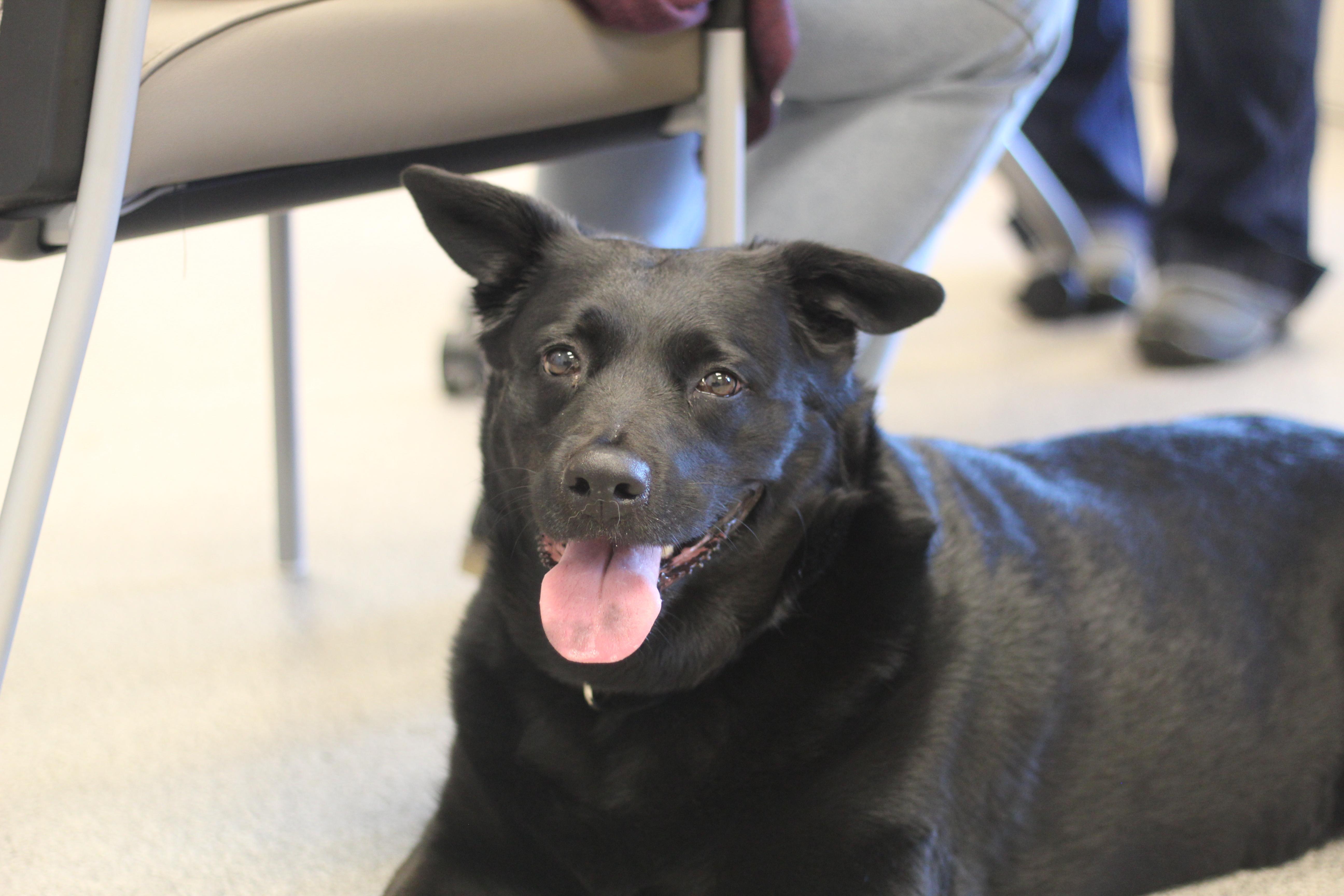 Enlarge Erie, a Adoptable mixed breed in Cooperstown, NY image 4/4