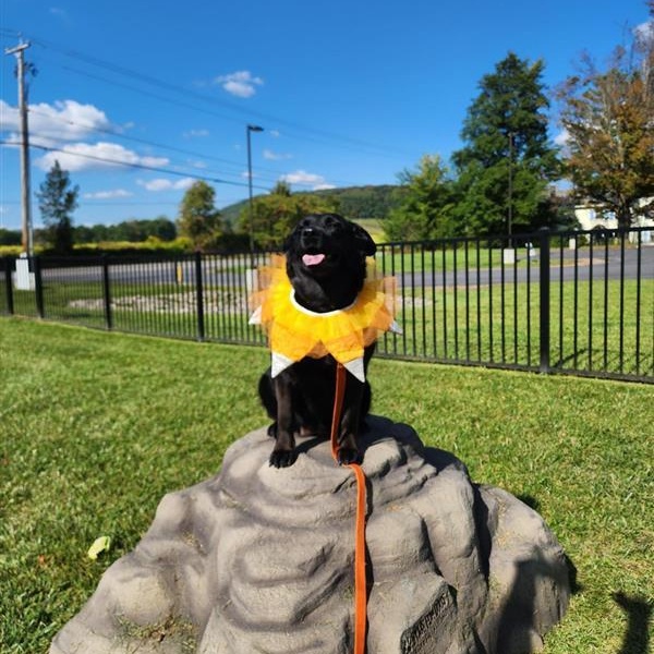 Enlarge Erie, a Adoptable mixed breed in Cooperstown, NY image 2/4