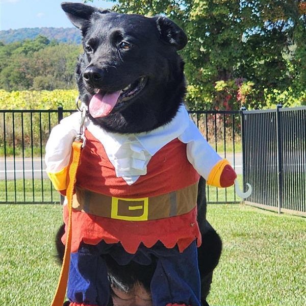 Enlarge Erie, a Adoptable mixed breed in Cooperstown, NY image 3/4