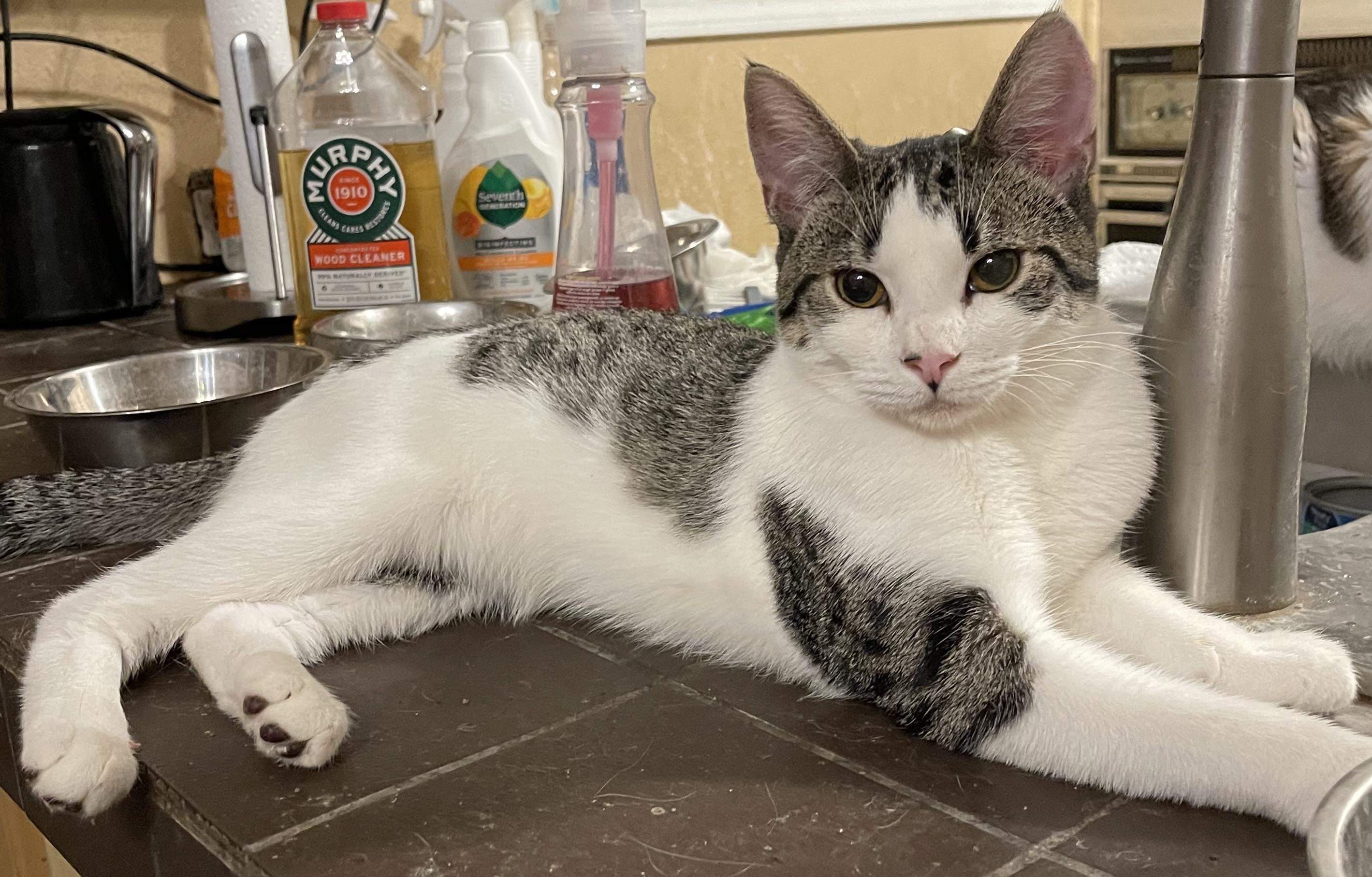 Wobble litter , ADOPTABLE, Young Male Domestic Short Hair.