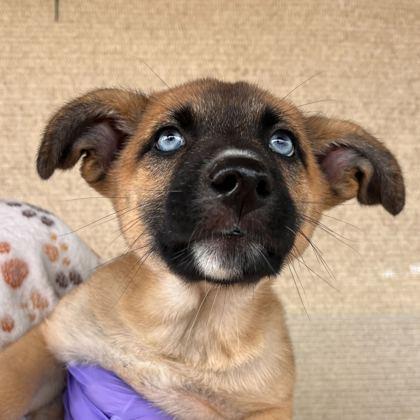 Byers, Adoptable, Puppy Female Shepherd & Mixed Breed.